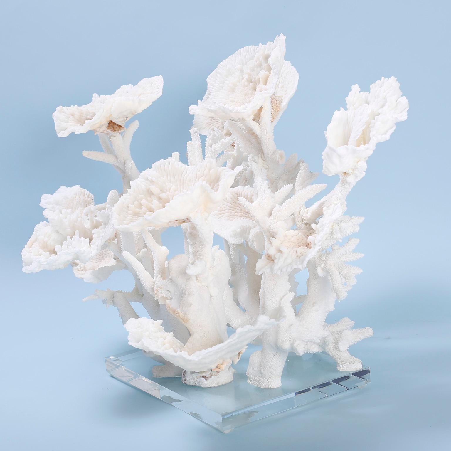 Contemporary Large White Coral Sculpture