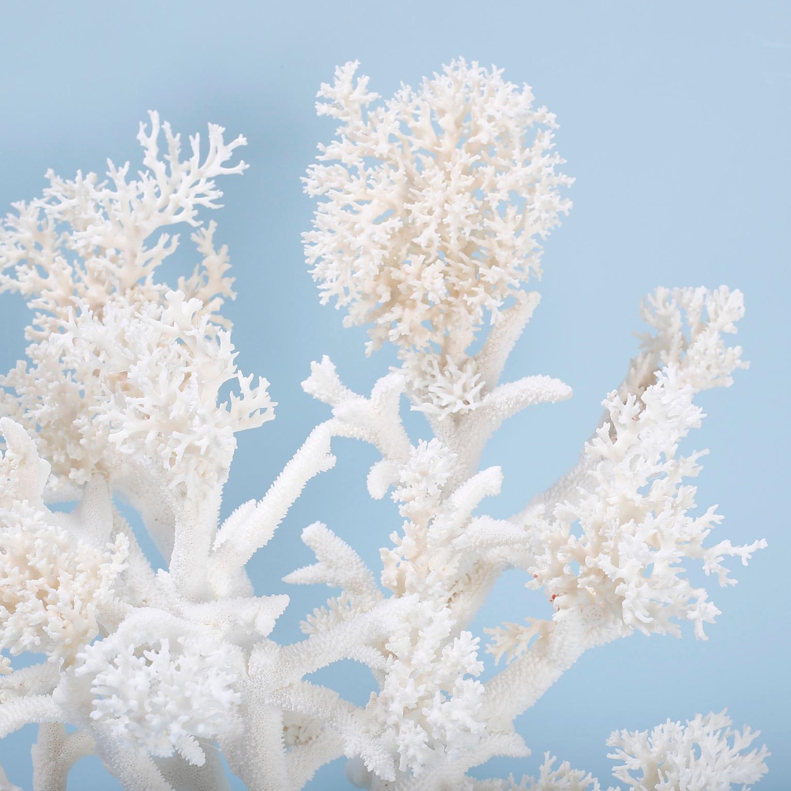 Mid-Century Modern Large White Coral Sculpture on Lucite