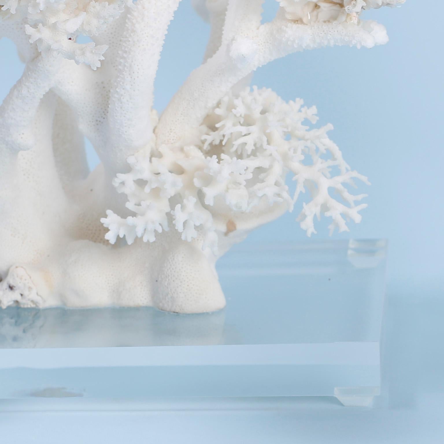 Hand-Crafted Large White Coral Sculpture on Lucite