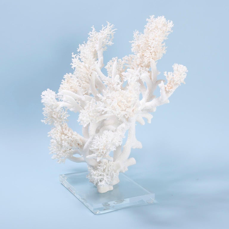 Large White Coral Sculpture on Lucite at 1stDibs