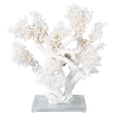 Grande scultura di corallo bianco su lucite