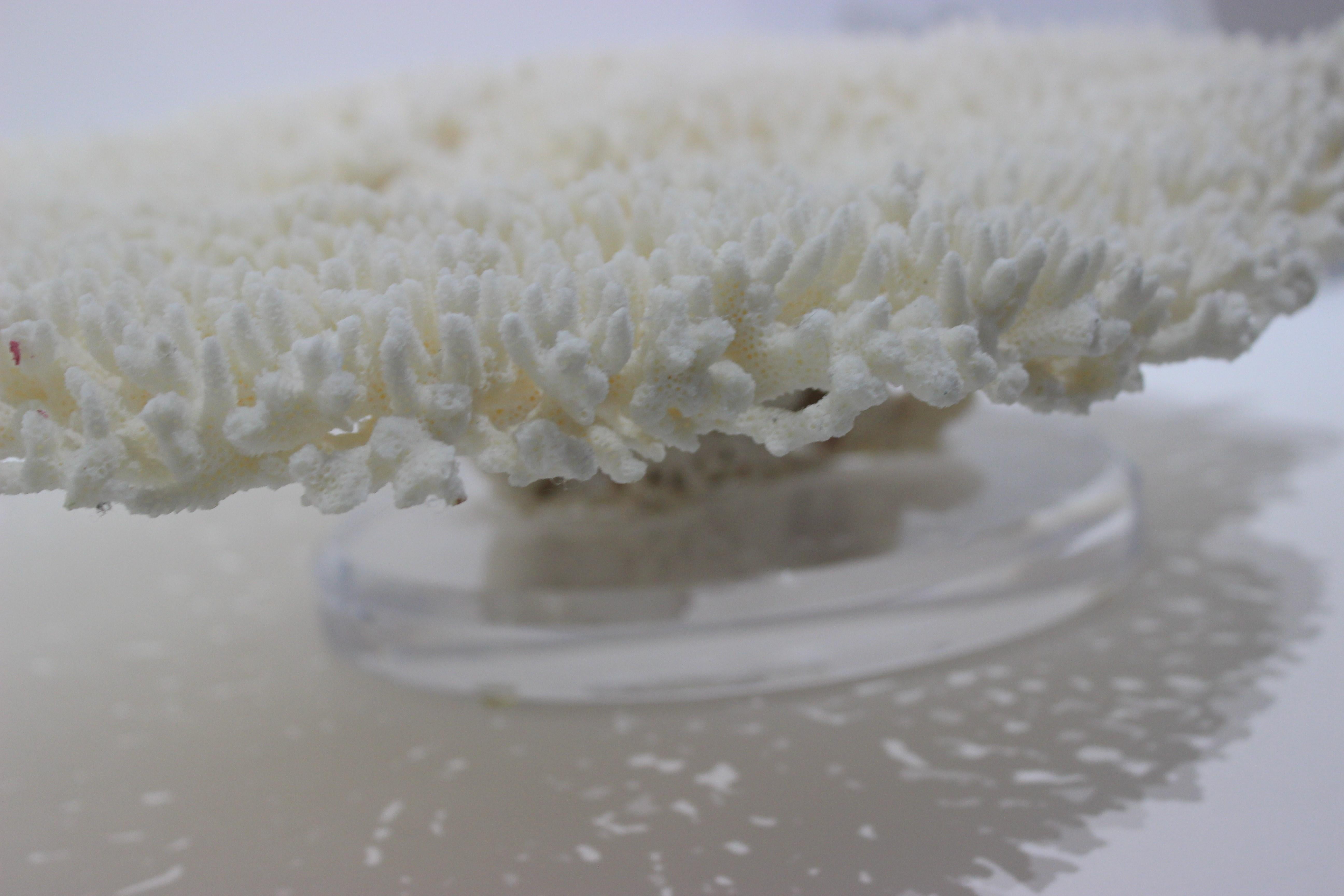 Large White Coral Specimen 4