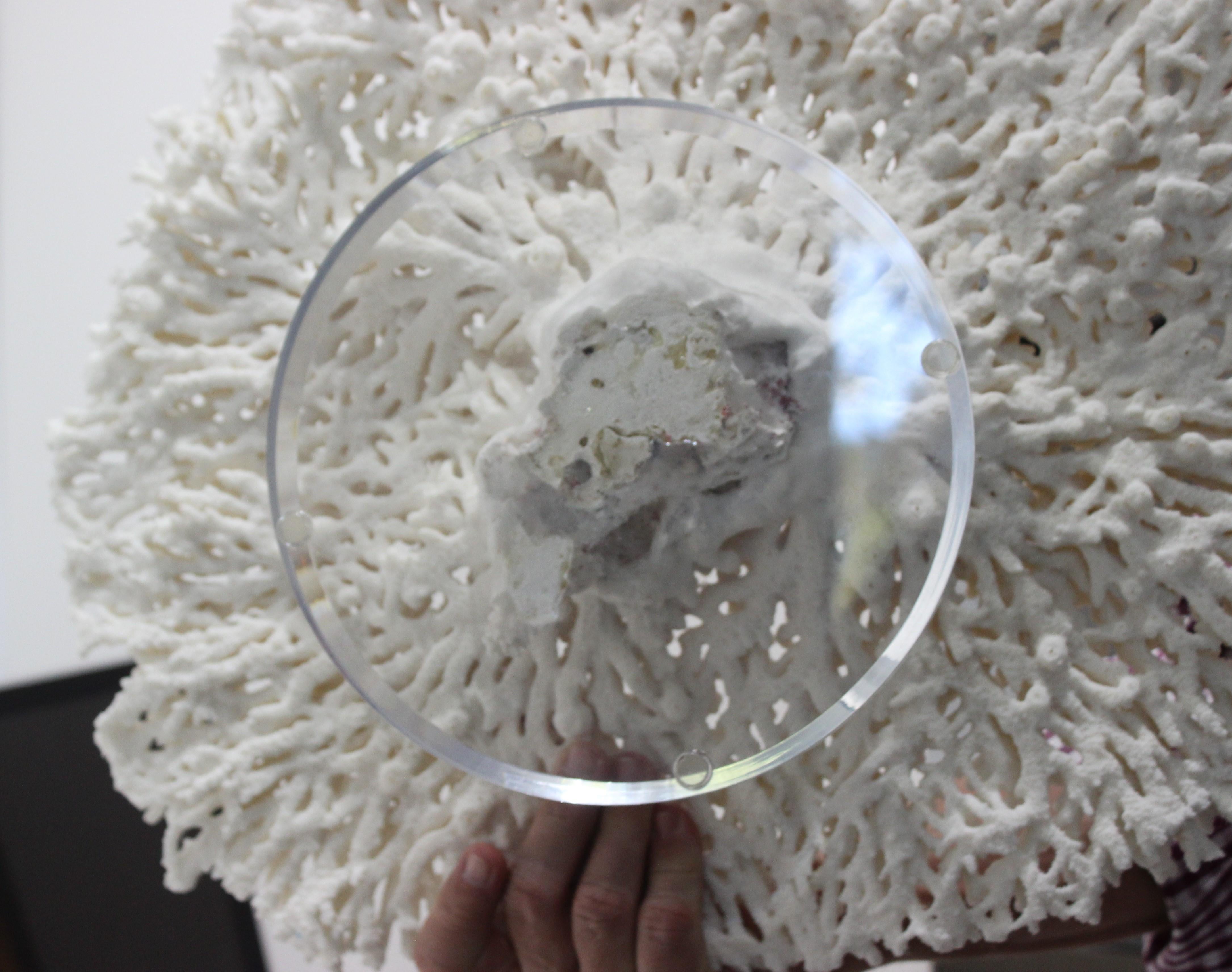 Large White Coral Specimen 5