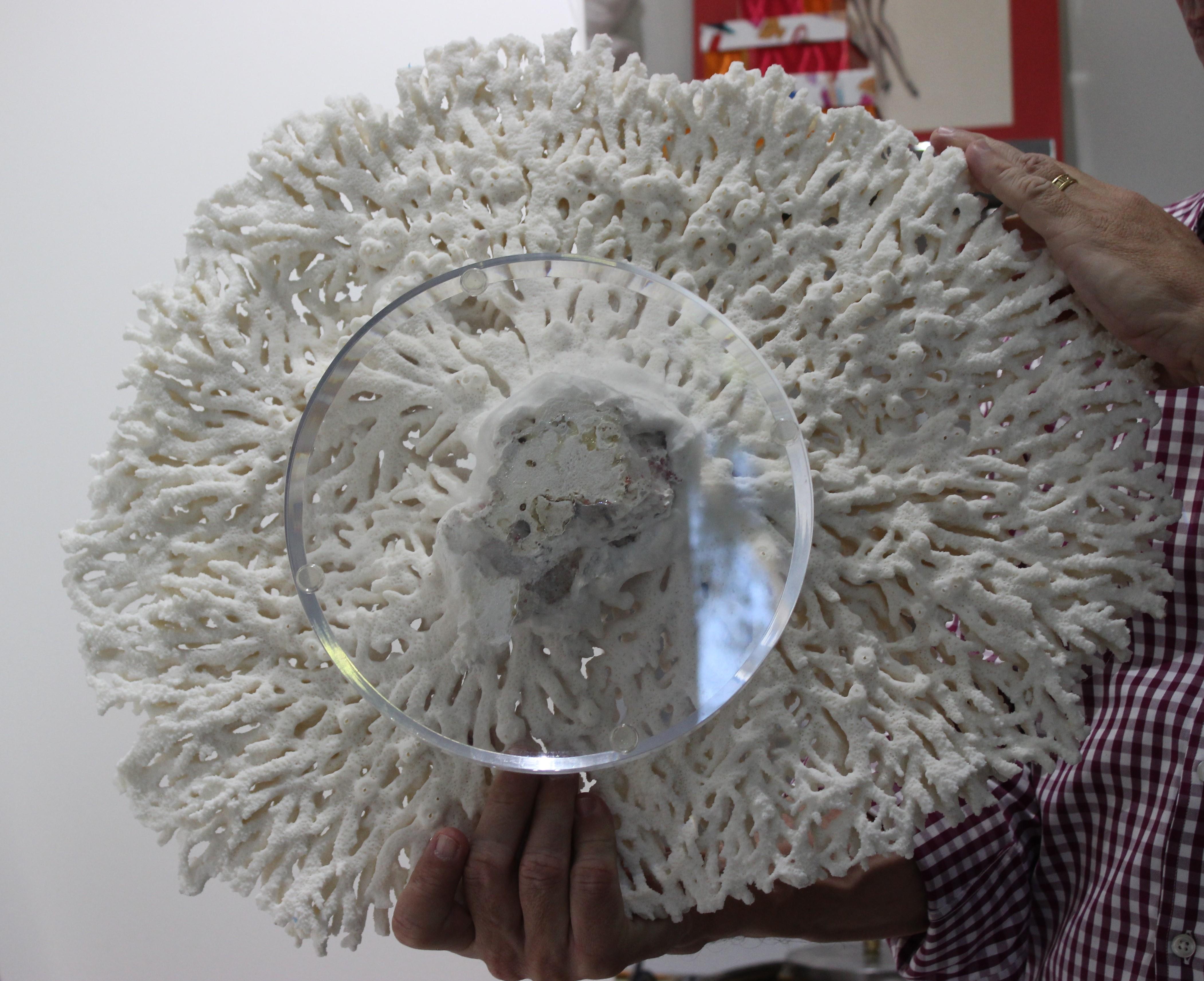 Large White Coral Specimen 6