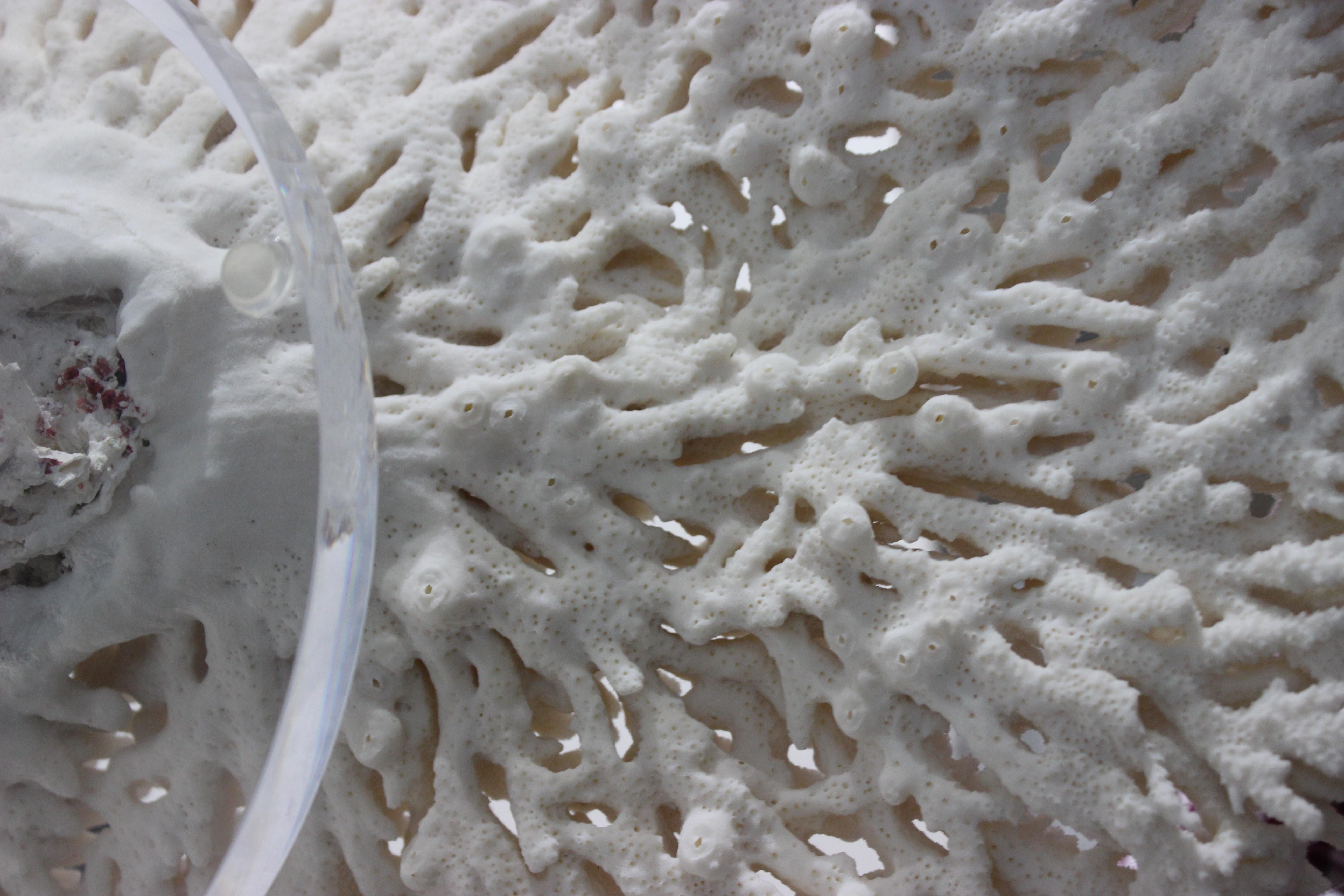 Large White Coral Specimen 7
