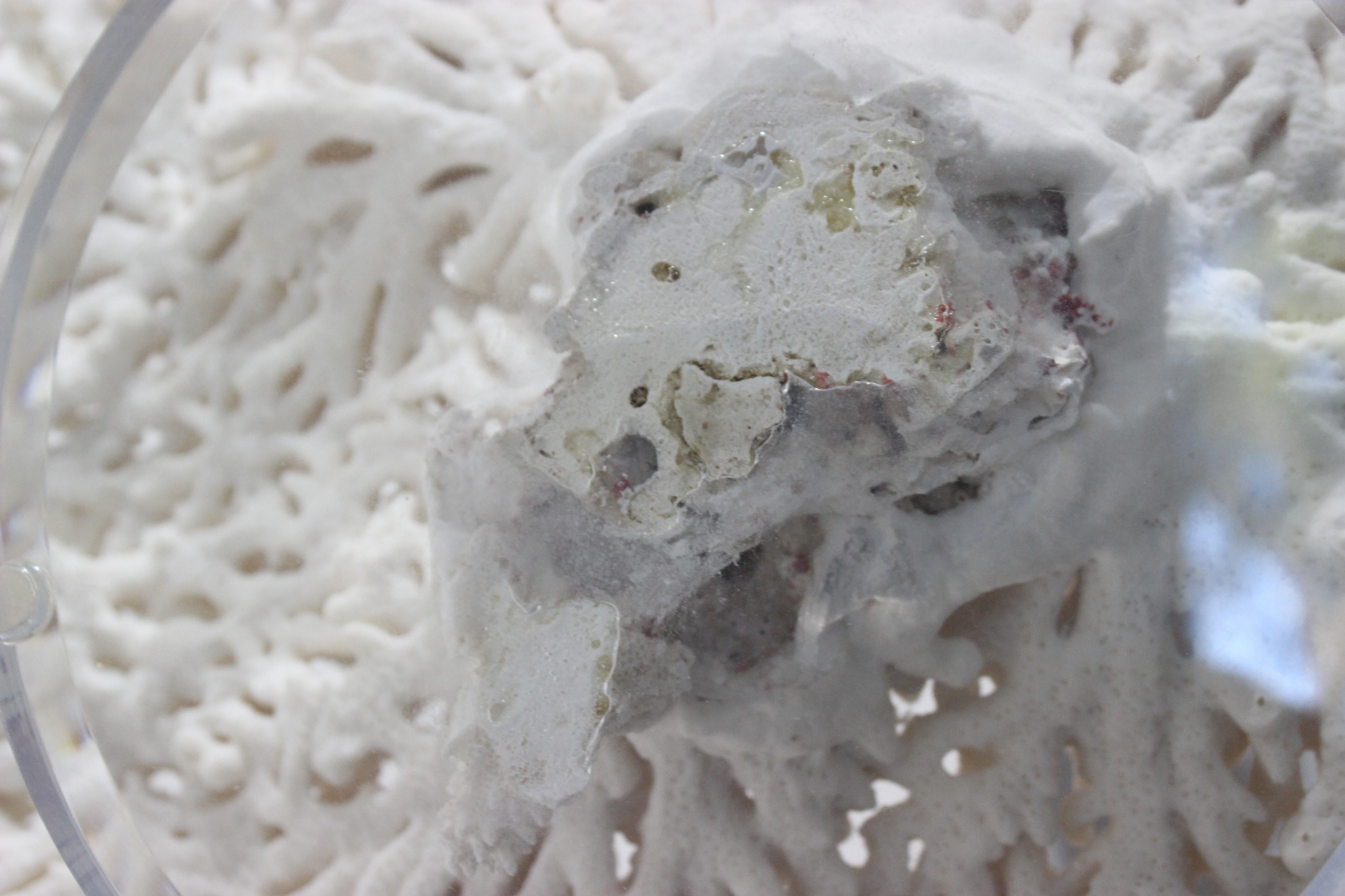 Large White Coral Specimen 8