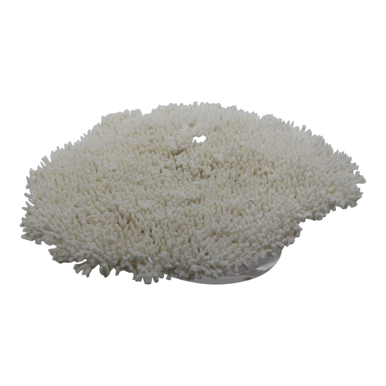 Large vintage 21 inch white coral specimen on Lucite base.