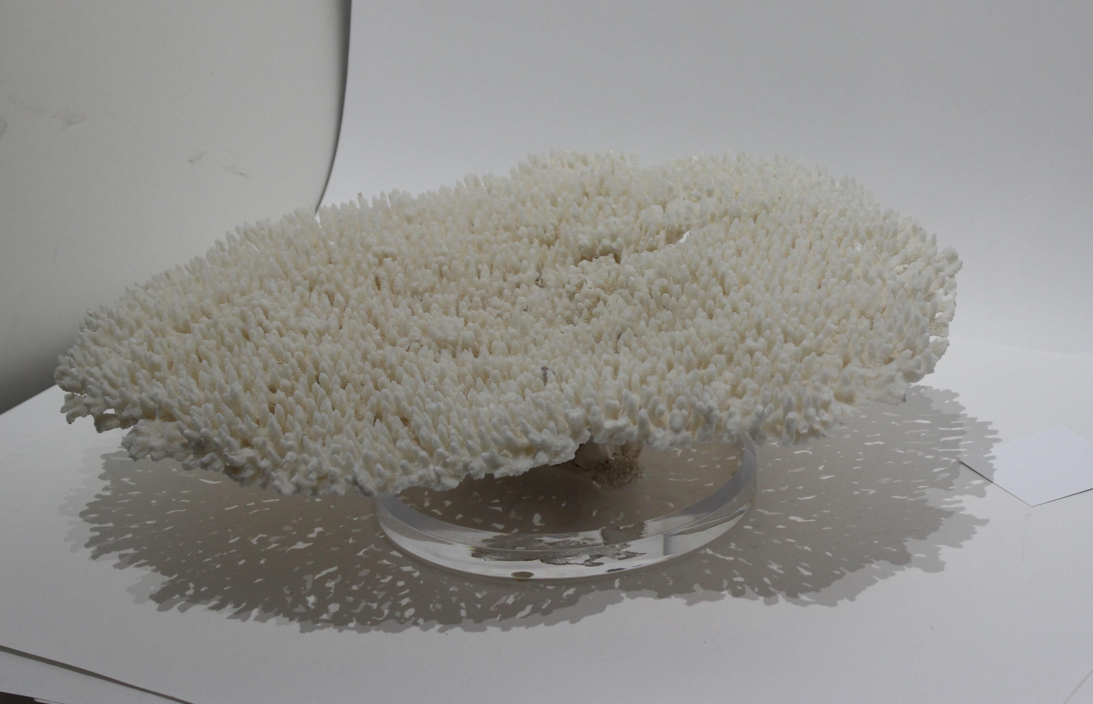 Organic Modern Large White Coral Specimen