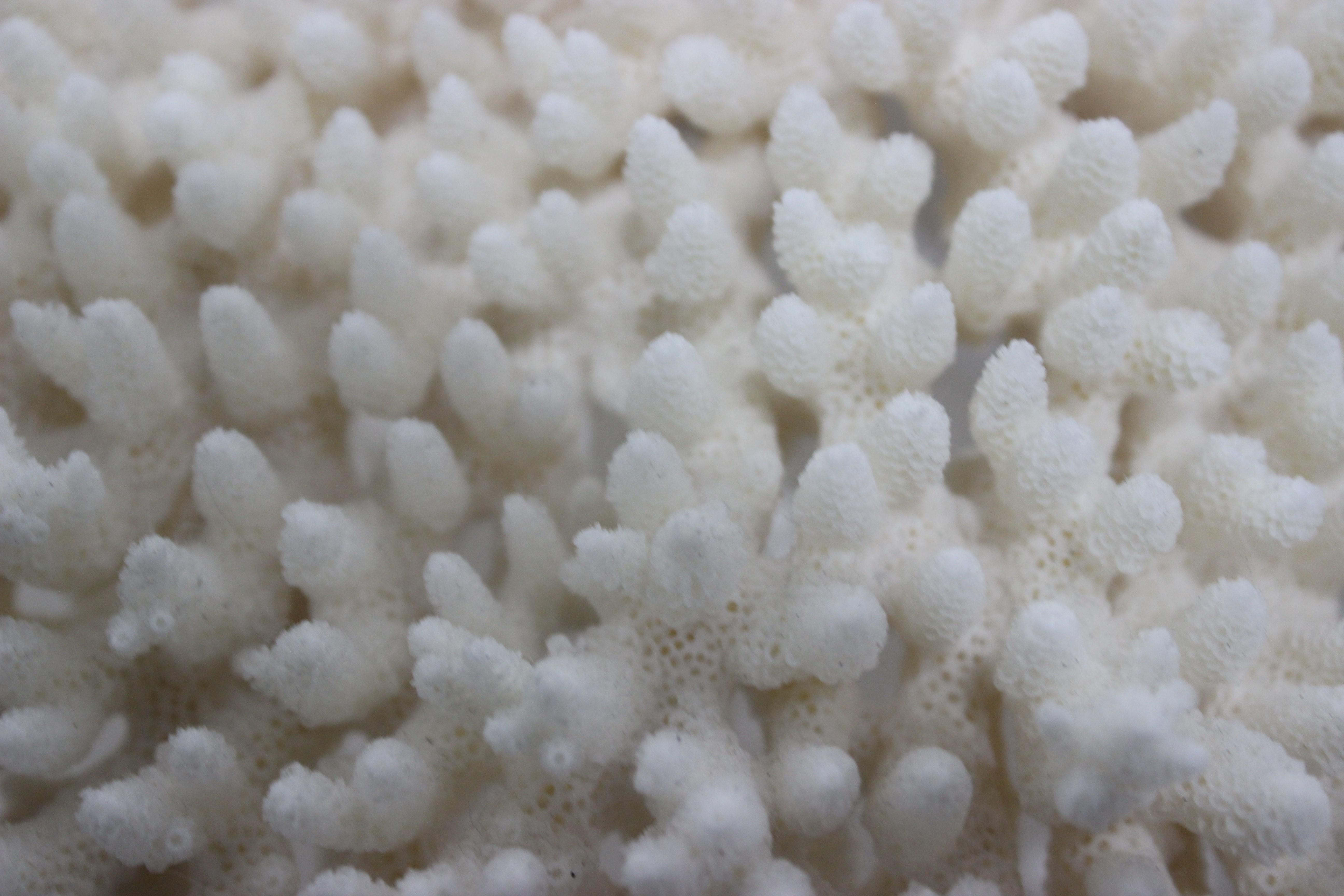 Pacific Islands Large White Coral Specimen