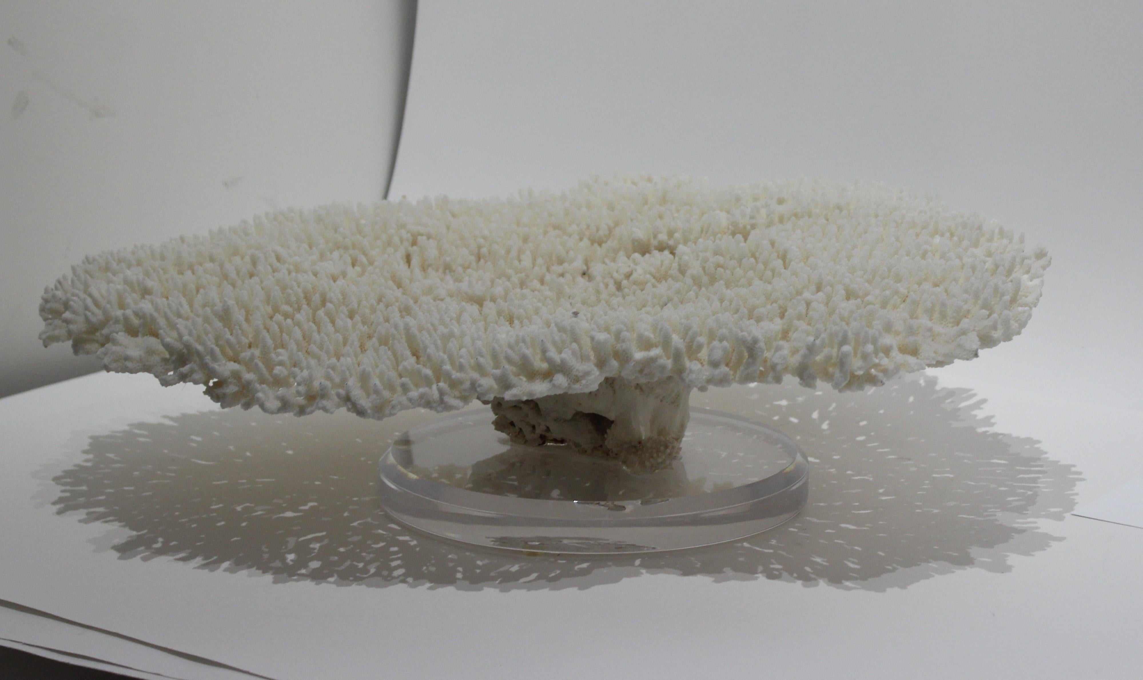 Polished Large White Coral Specimen