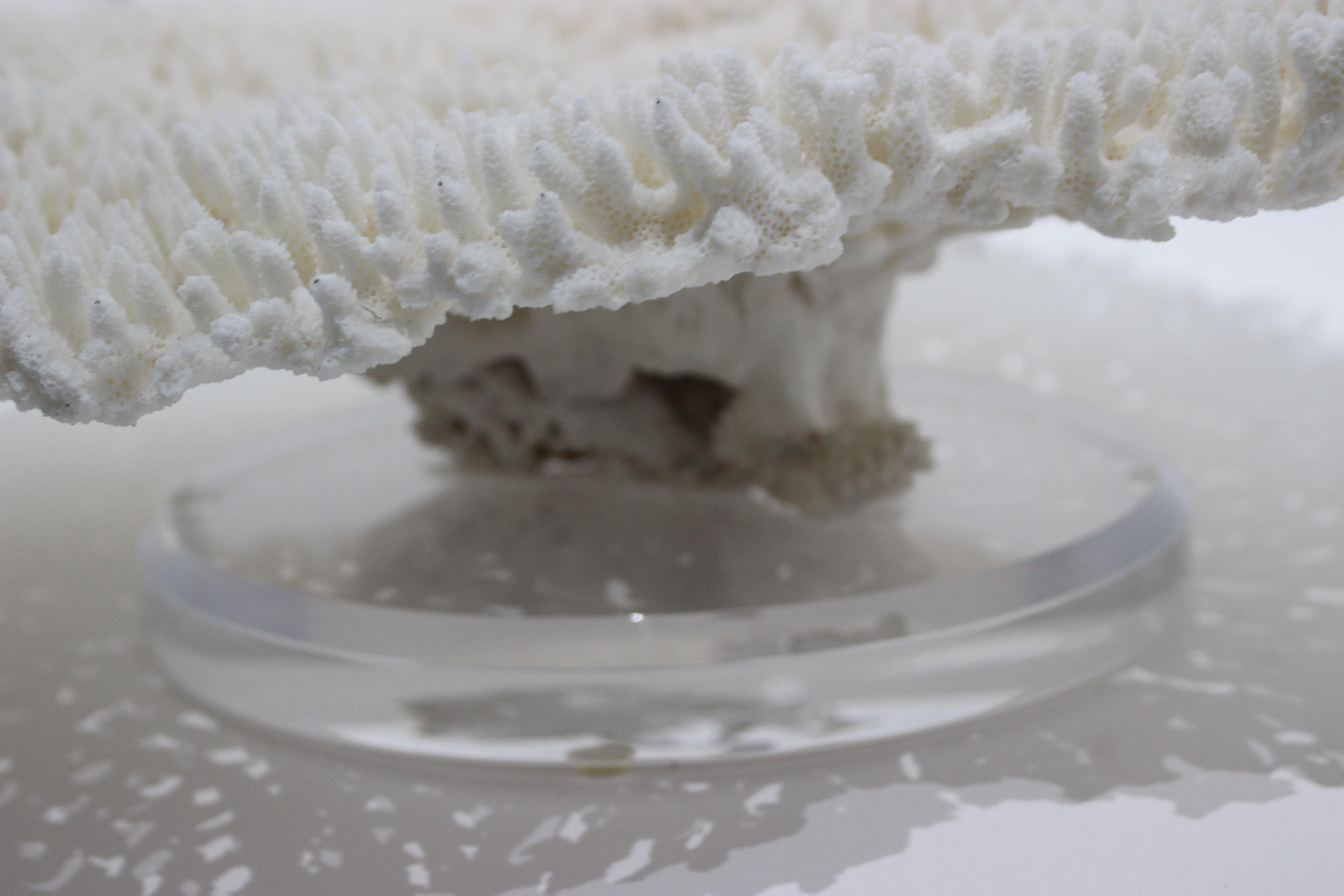 Large White Coral Specimen In Good Condition In West Palm Beach, FL