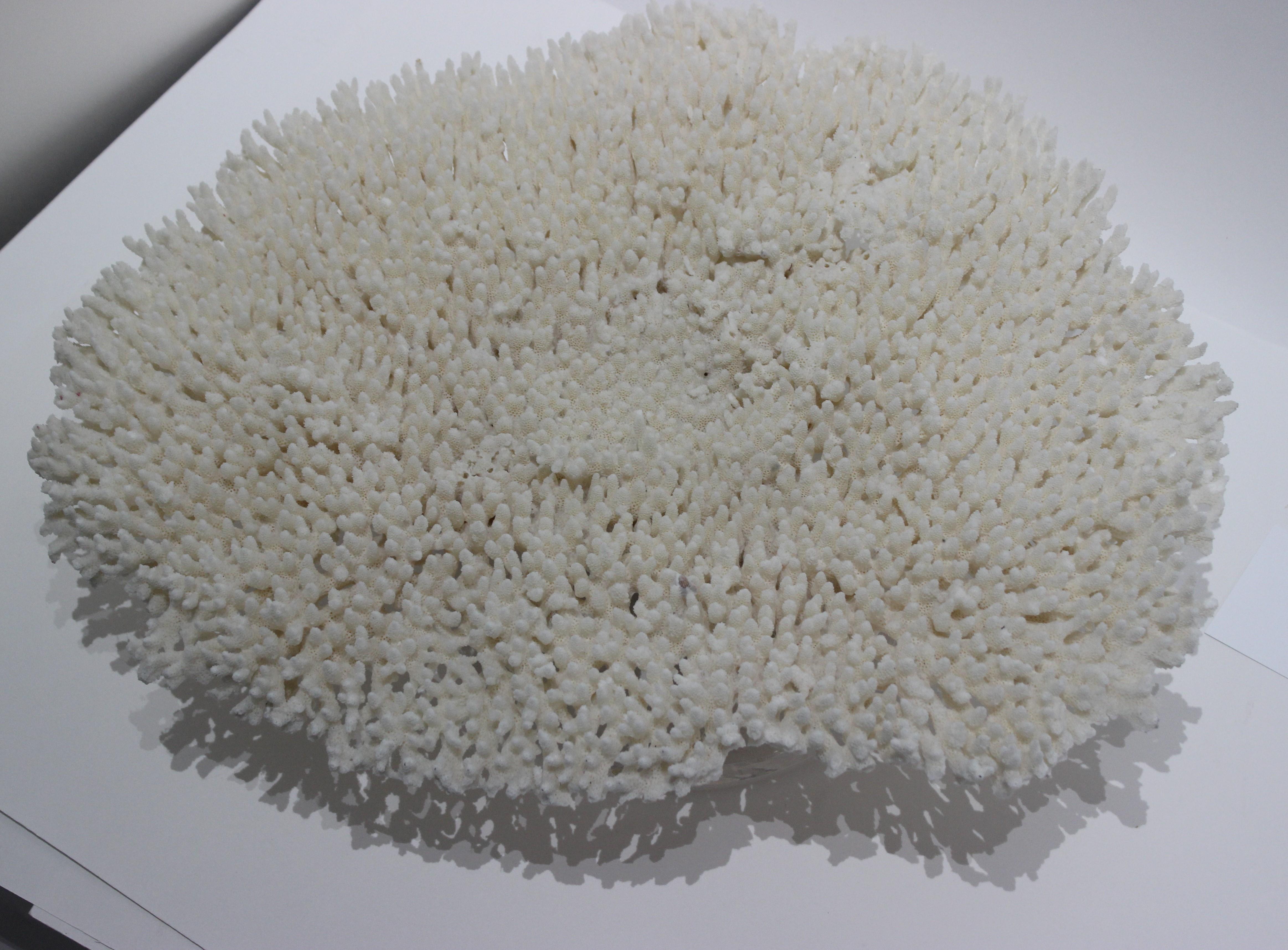 20th Century Large White Coral Specimen