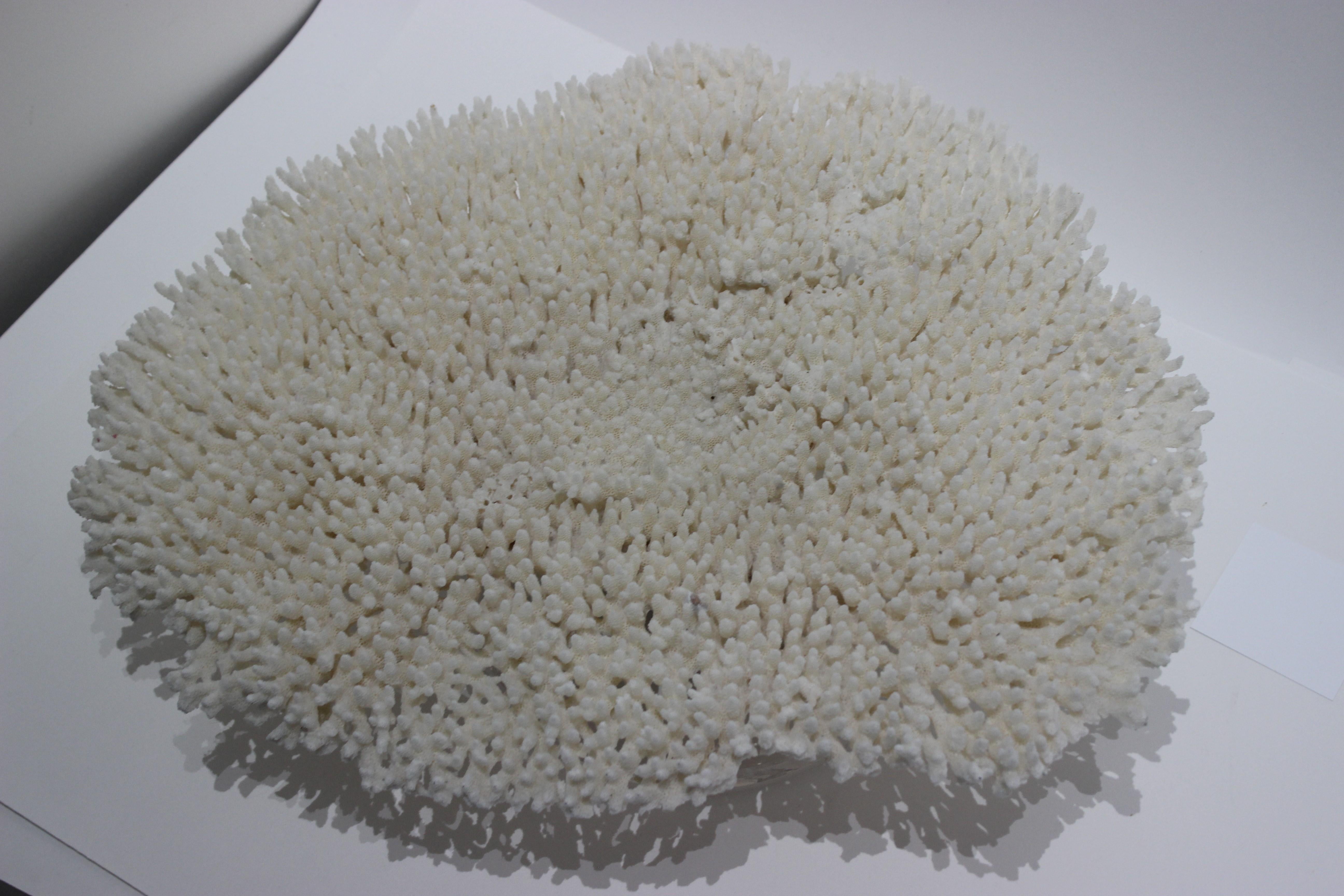 Large White Coral Specimen 1