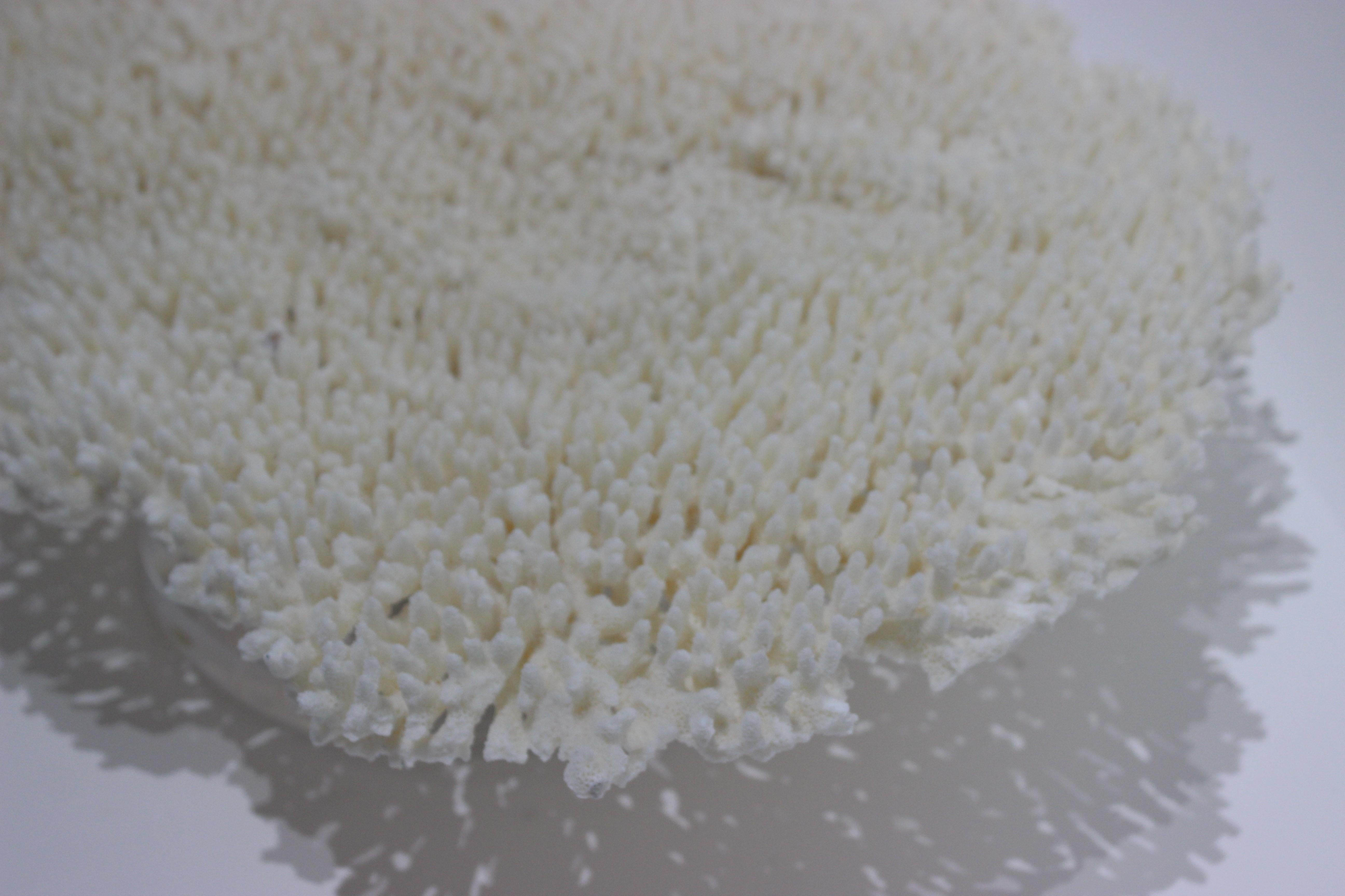 Large White Coral Specimen 2