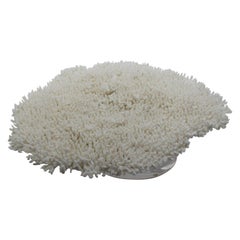 Large White Coral Specimen