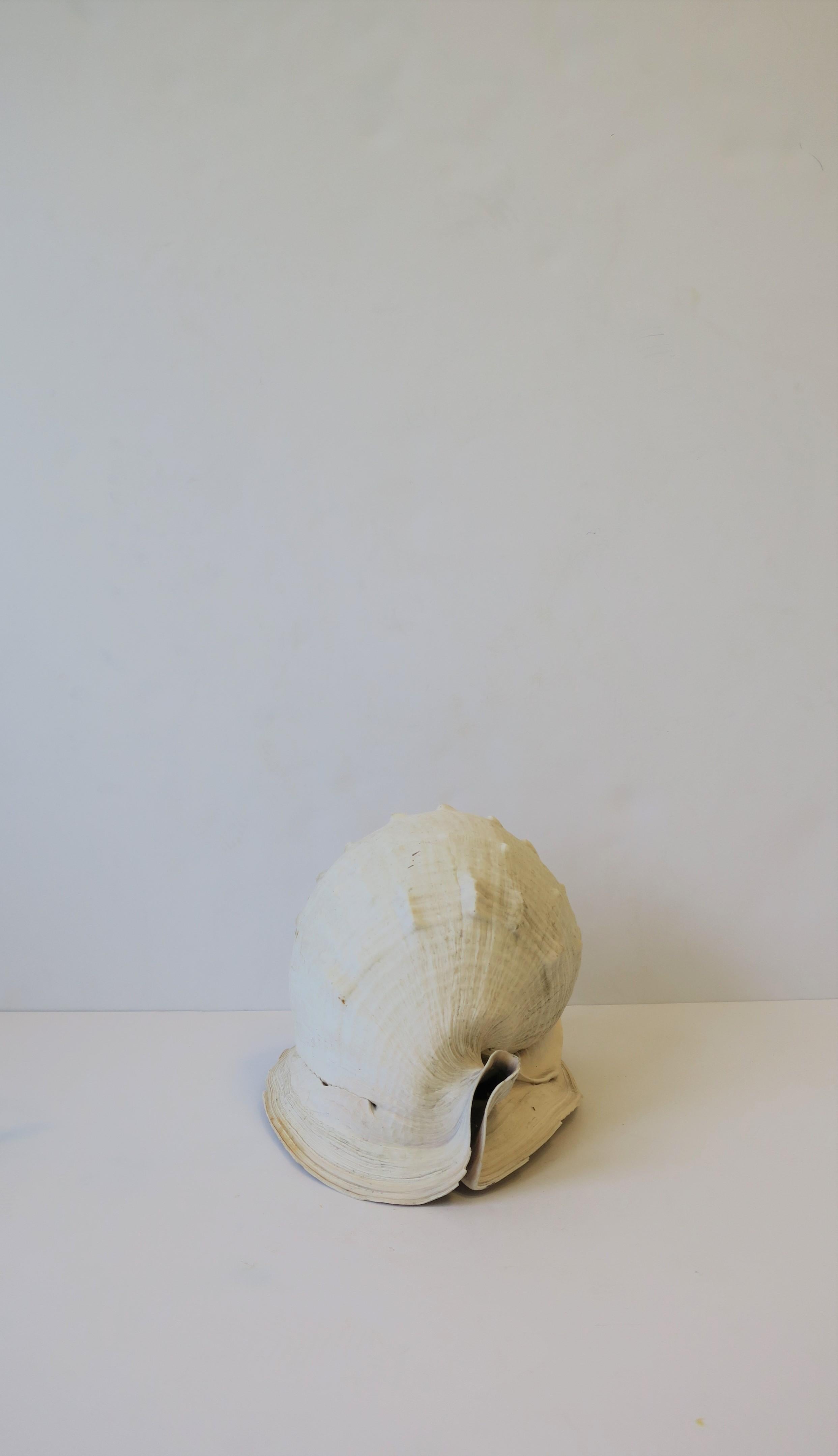 White Natural Sea Shell 2
