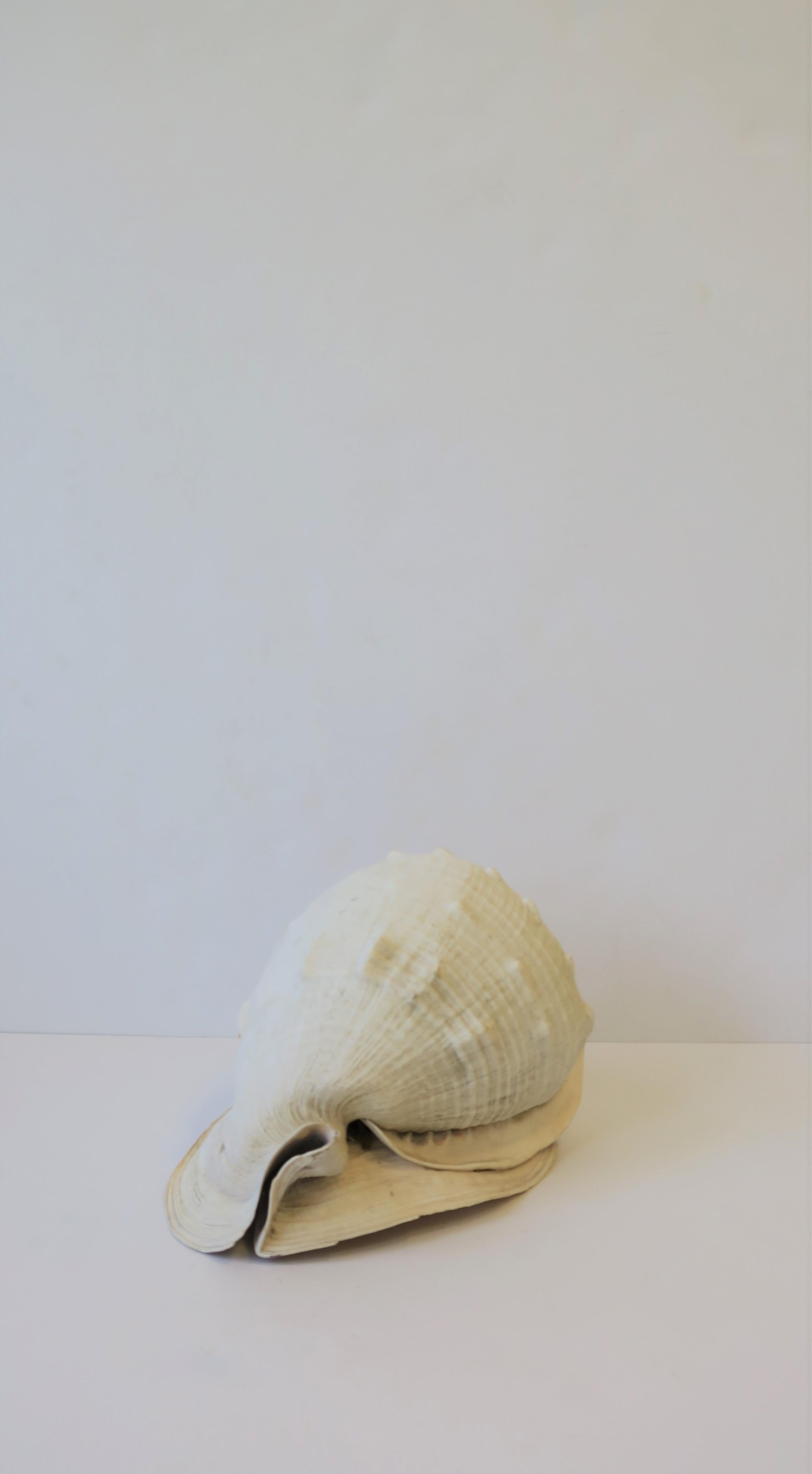 White Natural Sea Shell 5