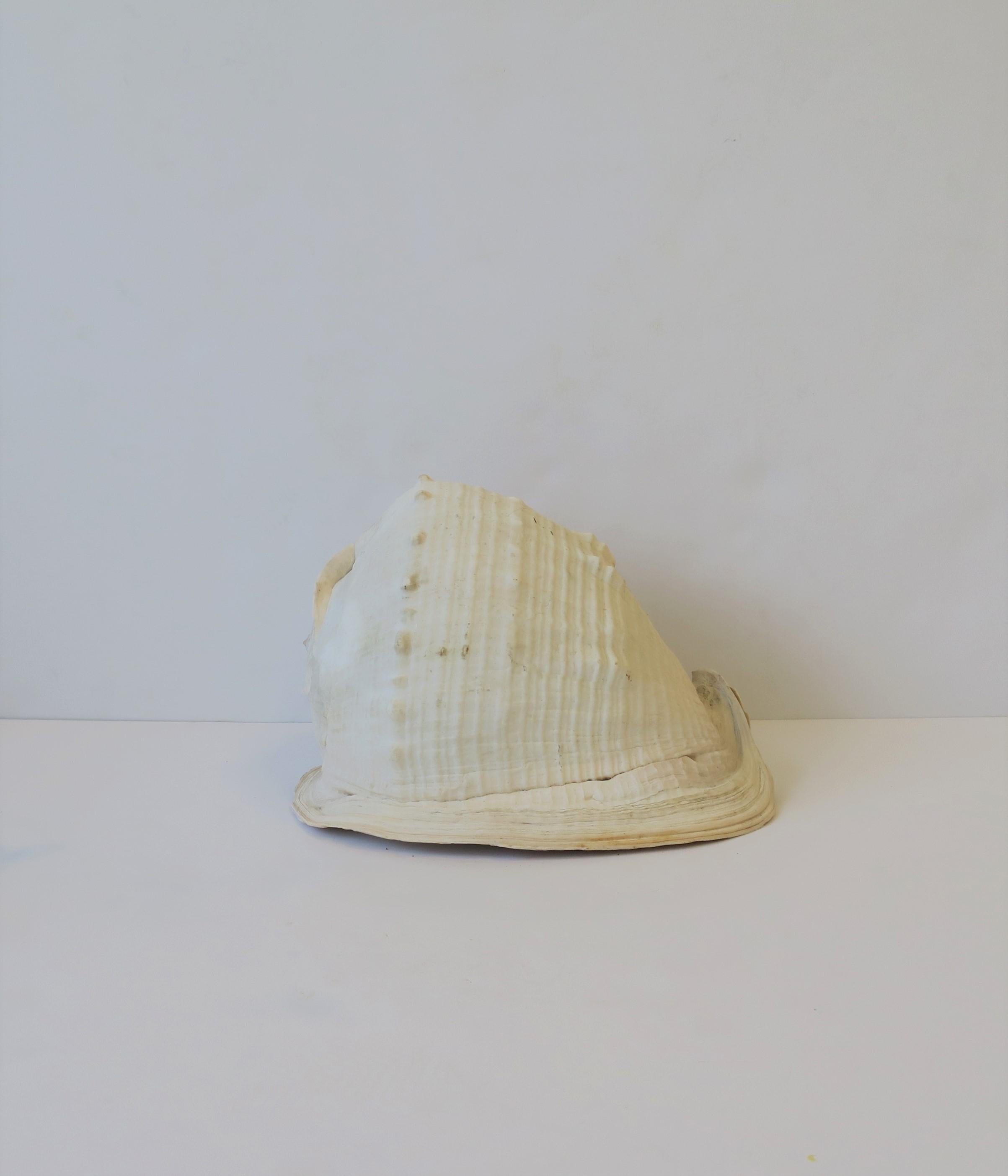 White Natural Sea Shell 6