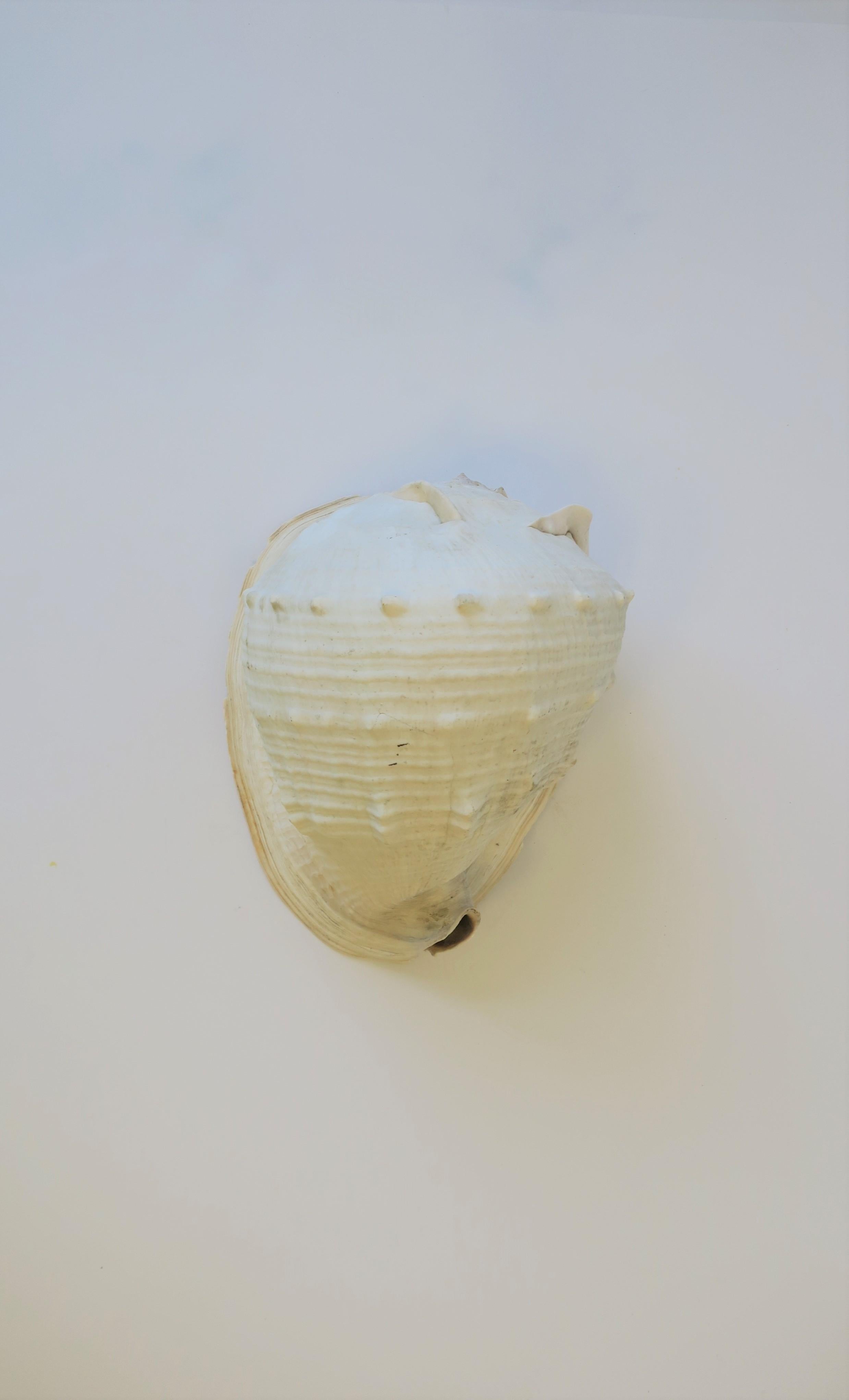 White Natural Sea Shell 7