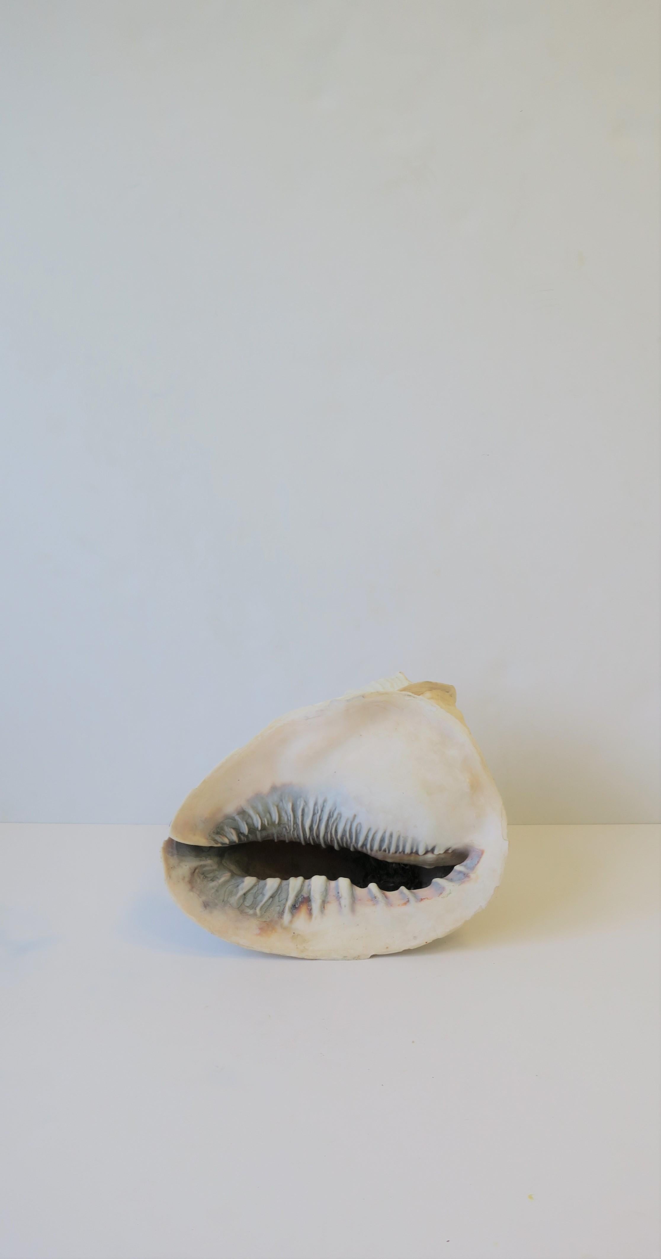 White Natural Sea Shell 8