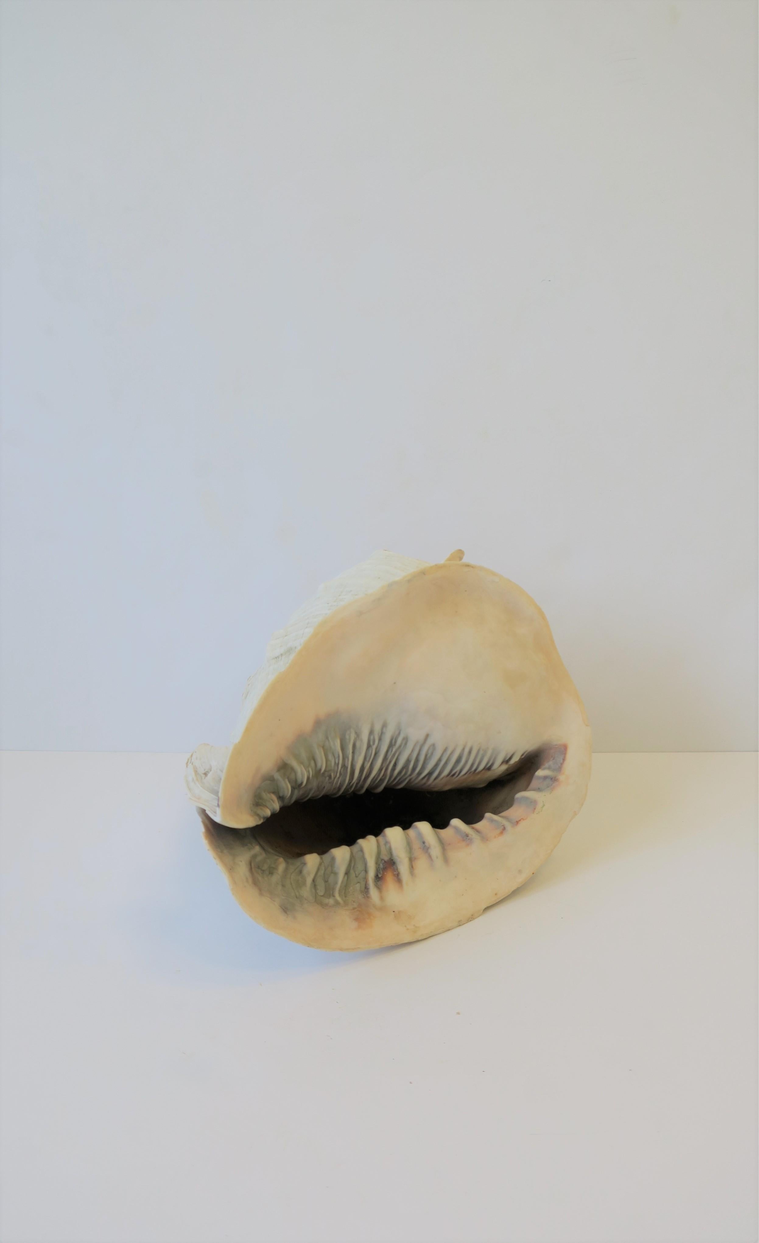 White Natural Sea Shell 9