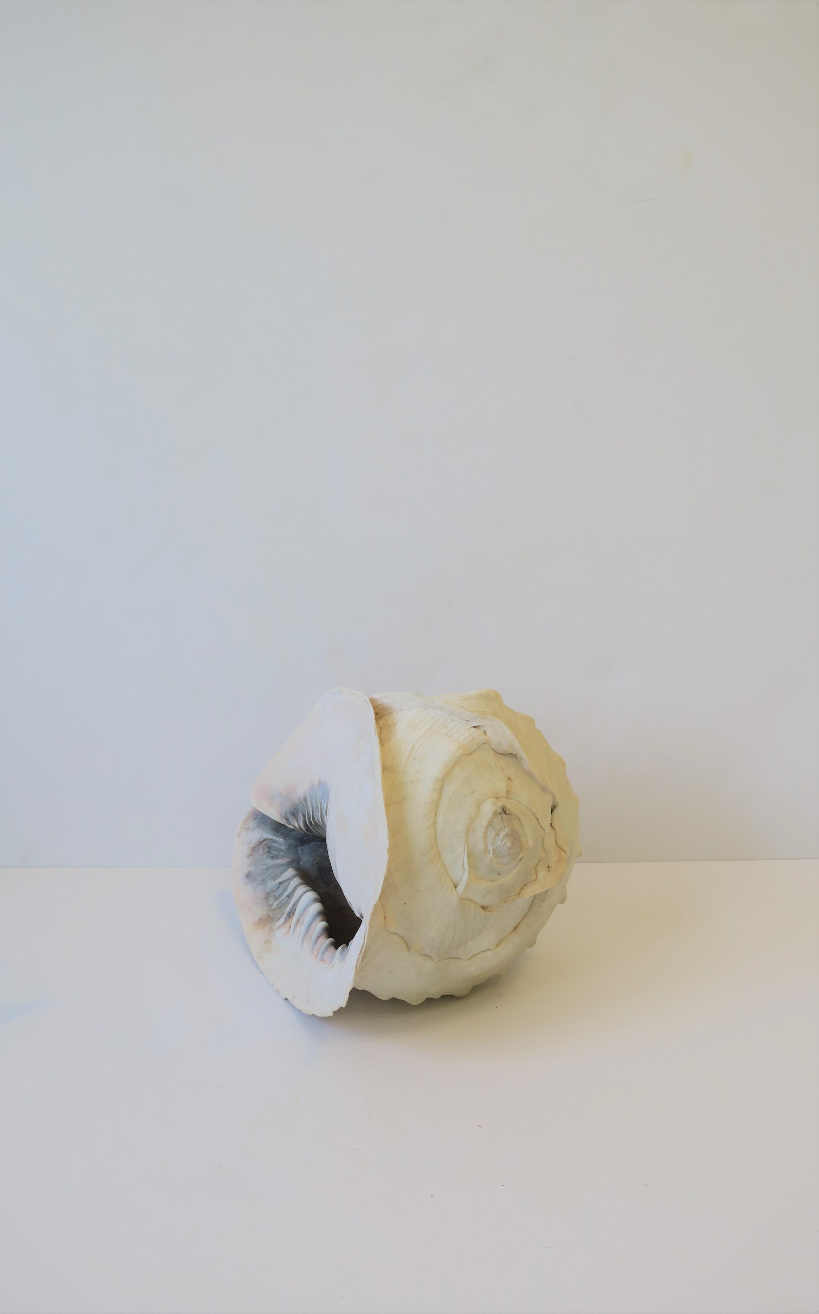 White Natural Sea Shell 10