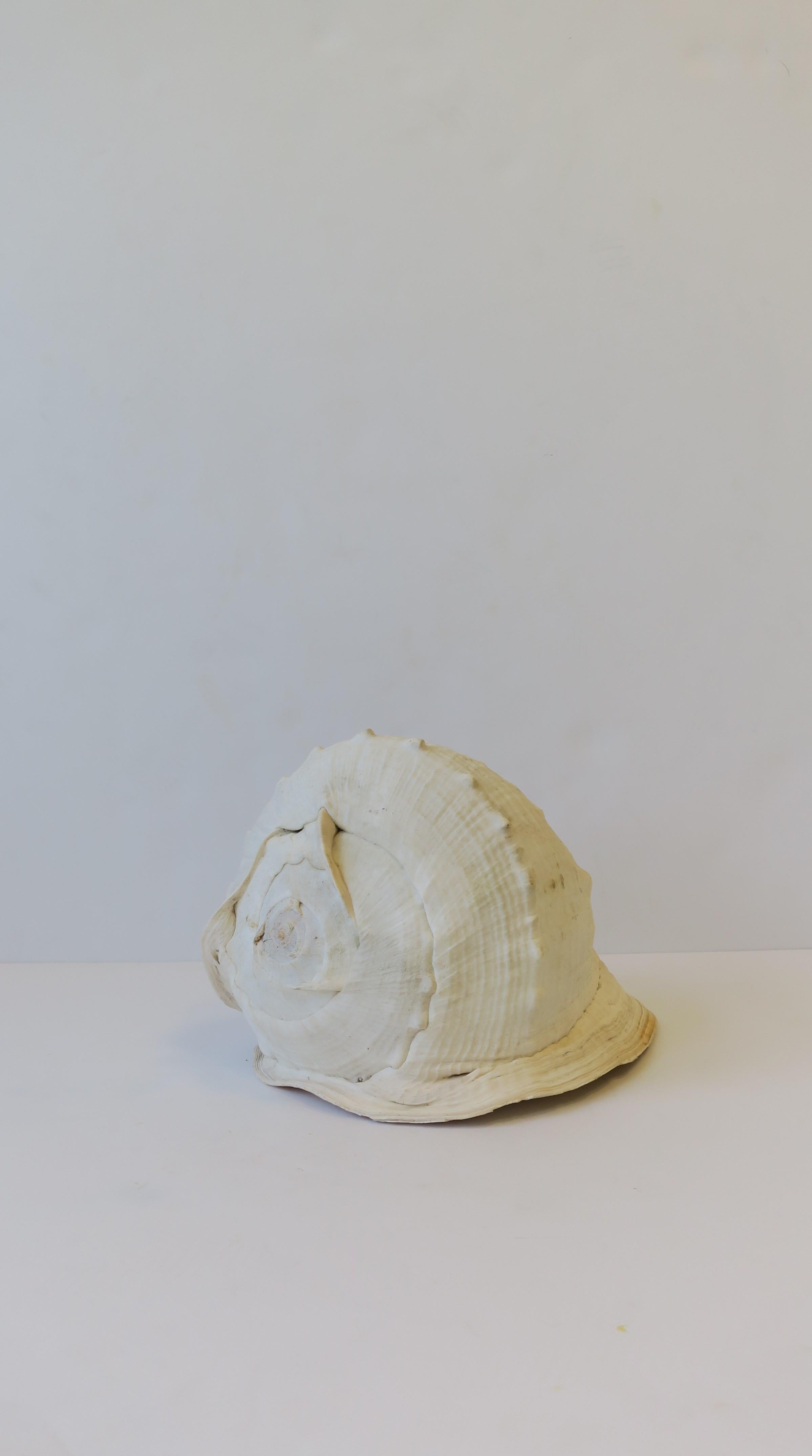 A beautiful, real relatively large, real, white natural seashell/sea shell decorative object or sculpture from the sea. 

Measures: 8.25