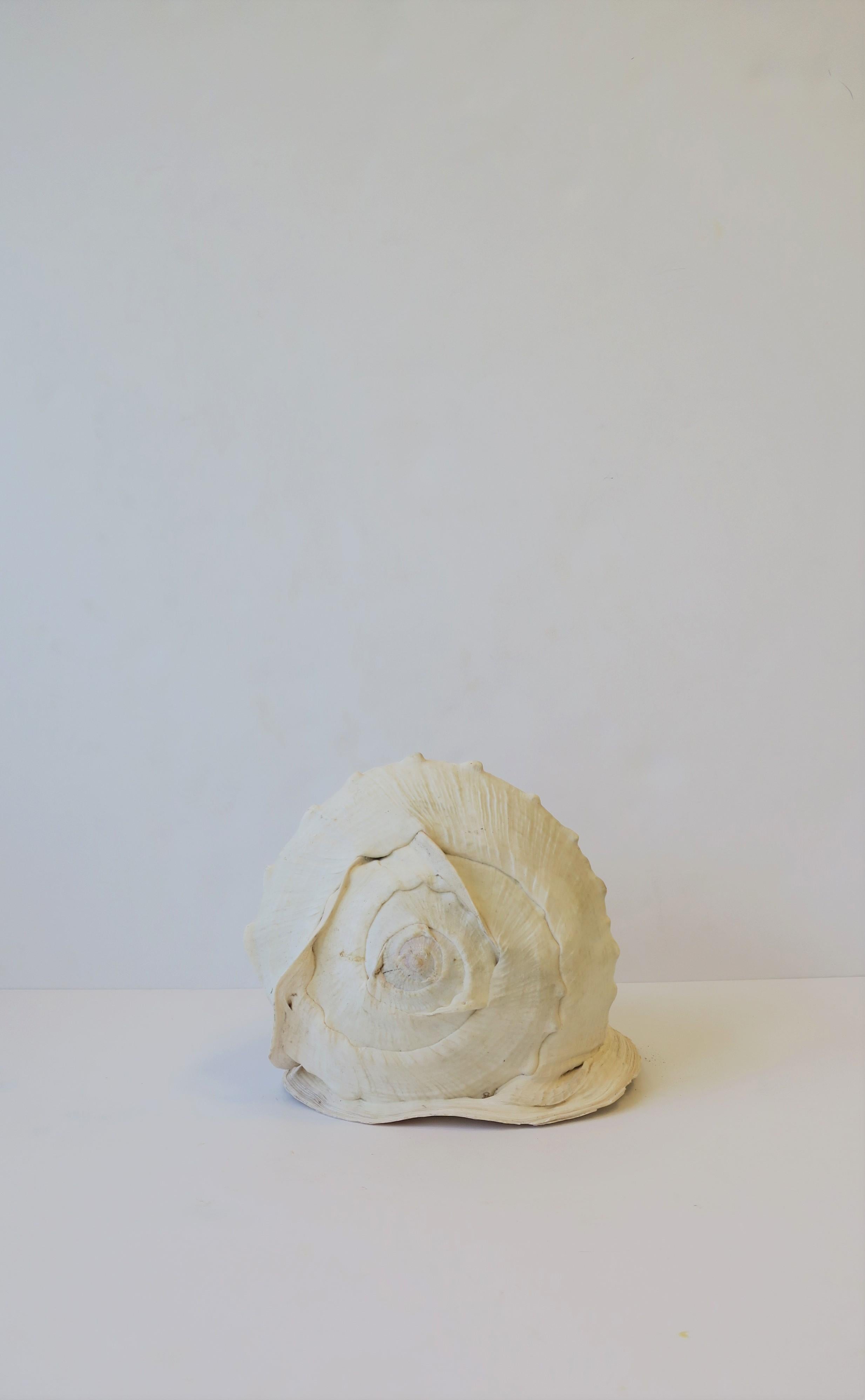 seashell for sale