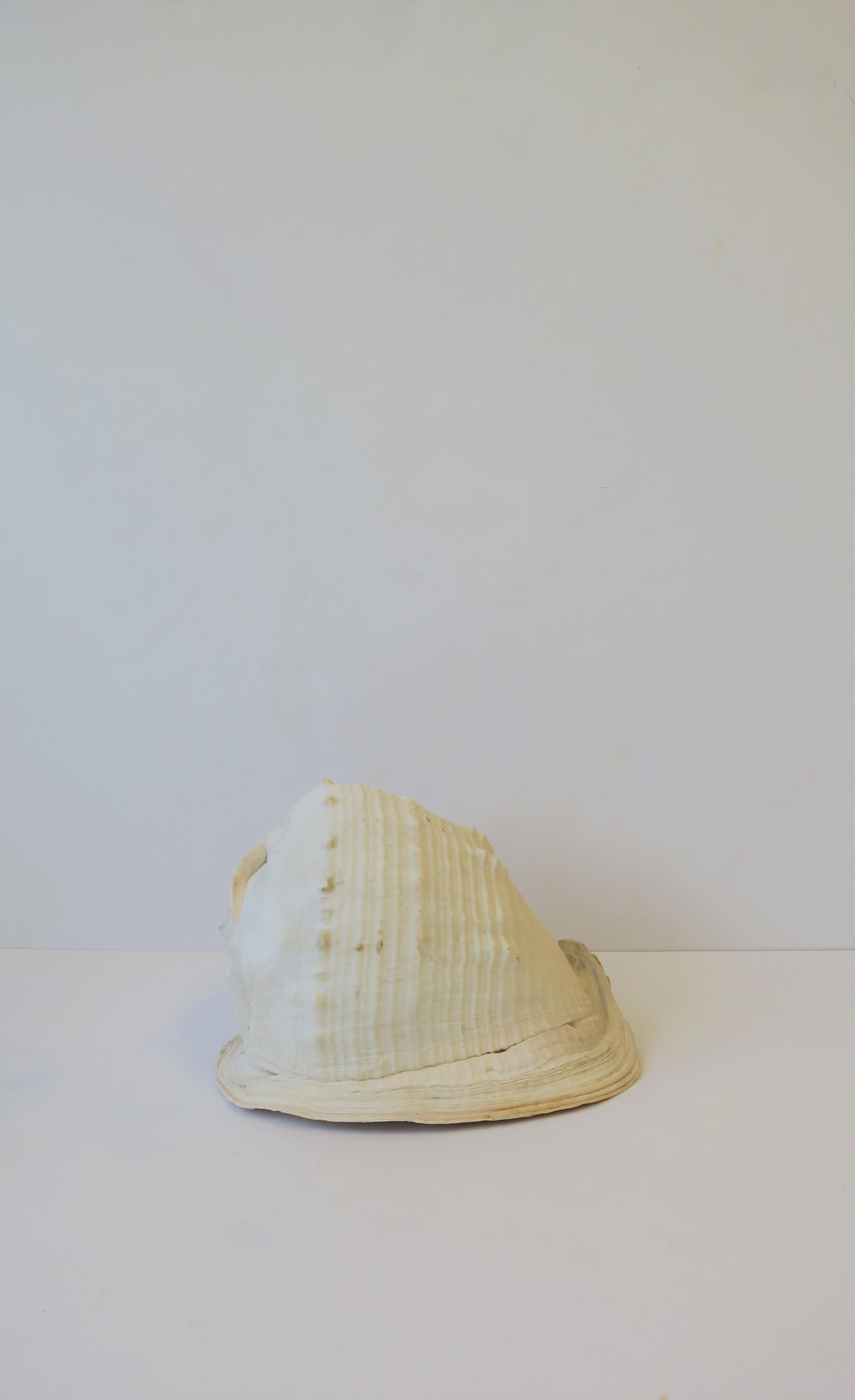 Organic Modern White Natural Sea Shell