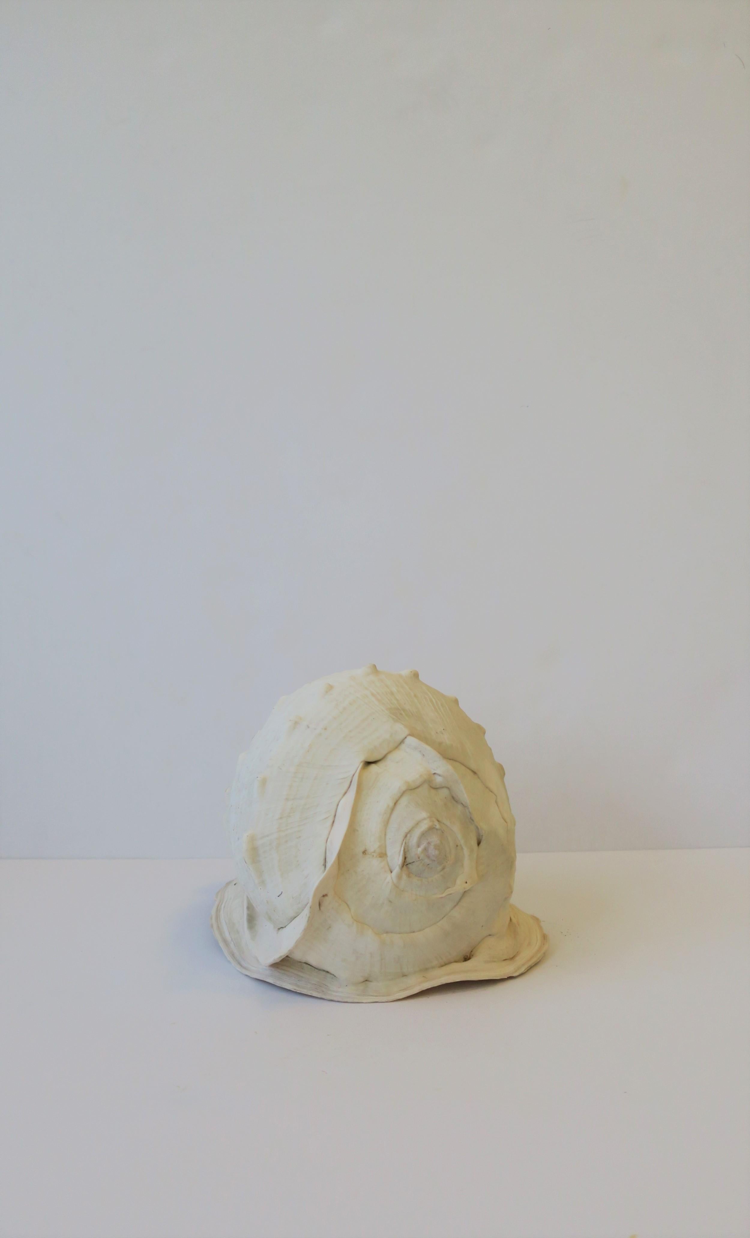 White Natural Sea Shell In Good Condition In New York, NY