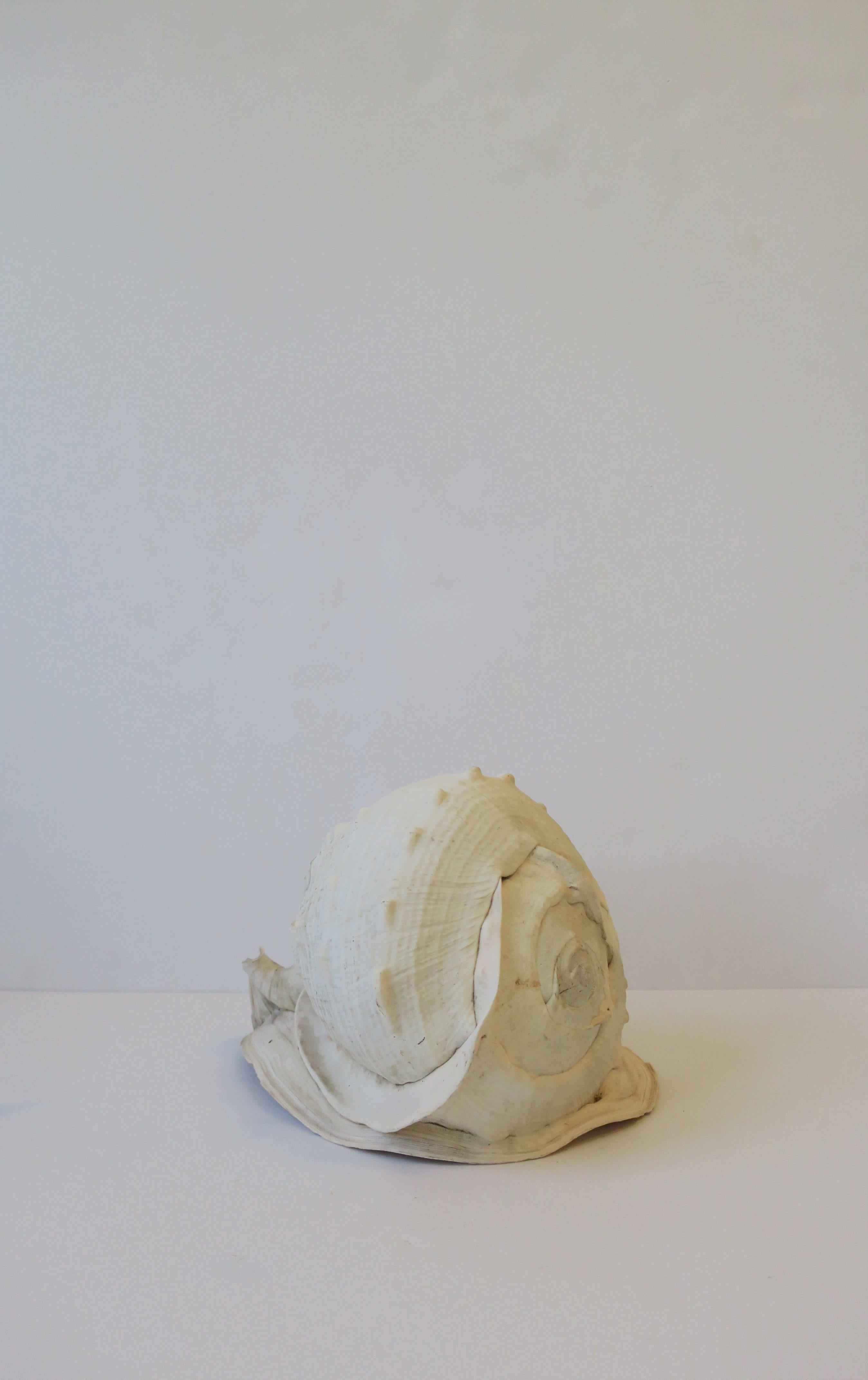 20th Century White Natural Sea Shell