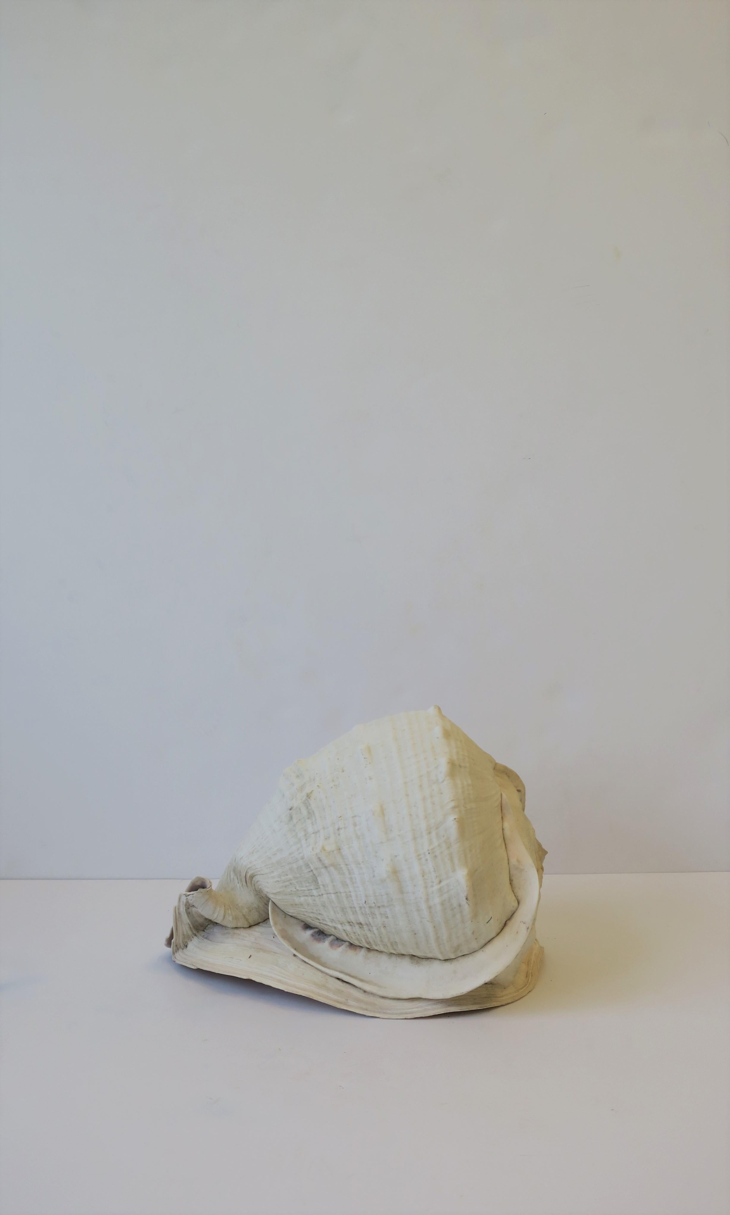 White Natural Sea Shell 1