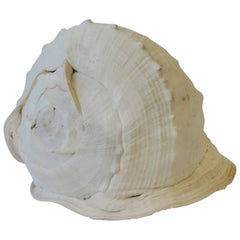 White Natural Sea Shell