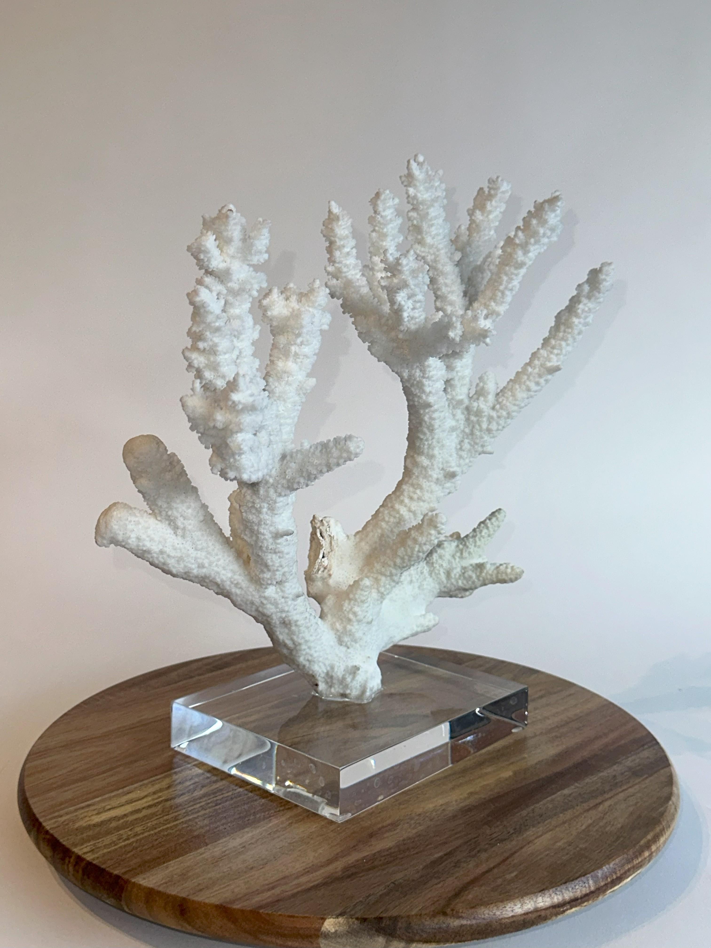 Bellissimo speciman di corallo bianco Staghorn su una base di lucite spessa 1