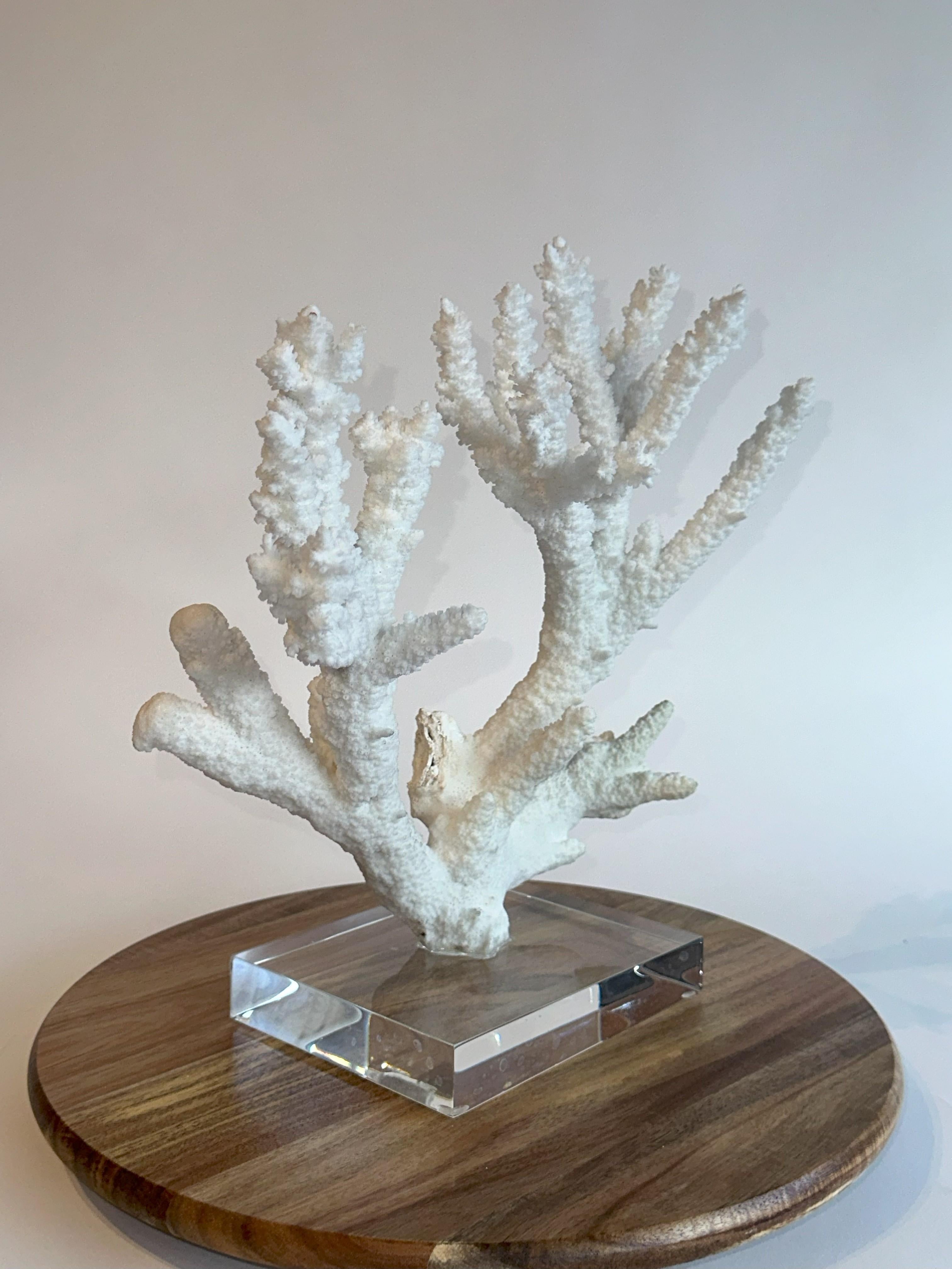 Hollywood Regency Grande scultura di corallo da tavolo Whiting su base di ferro e lucite personalizzata in vendita