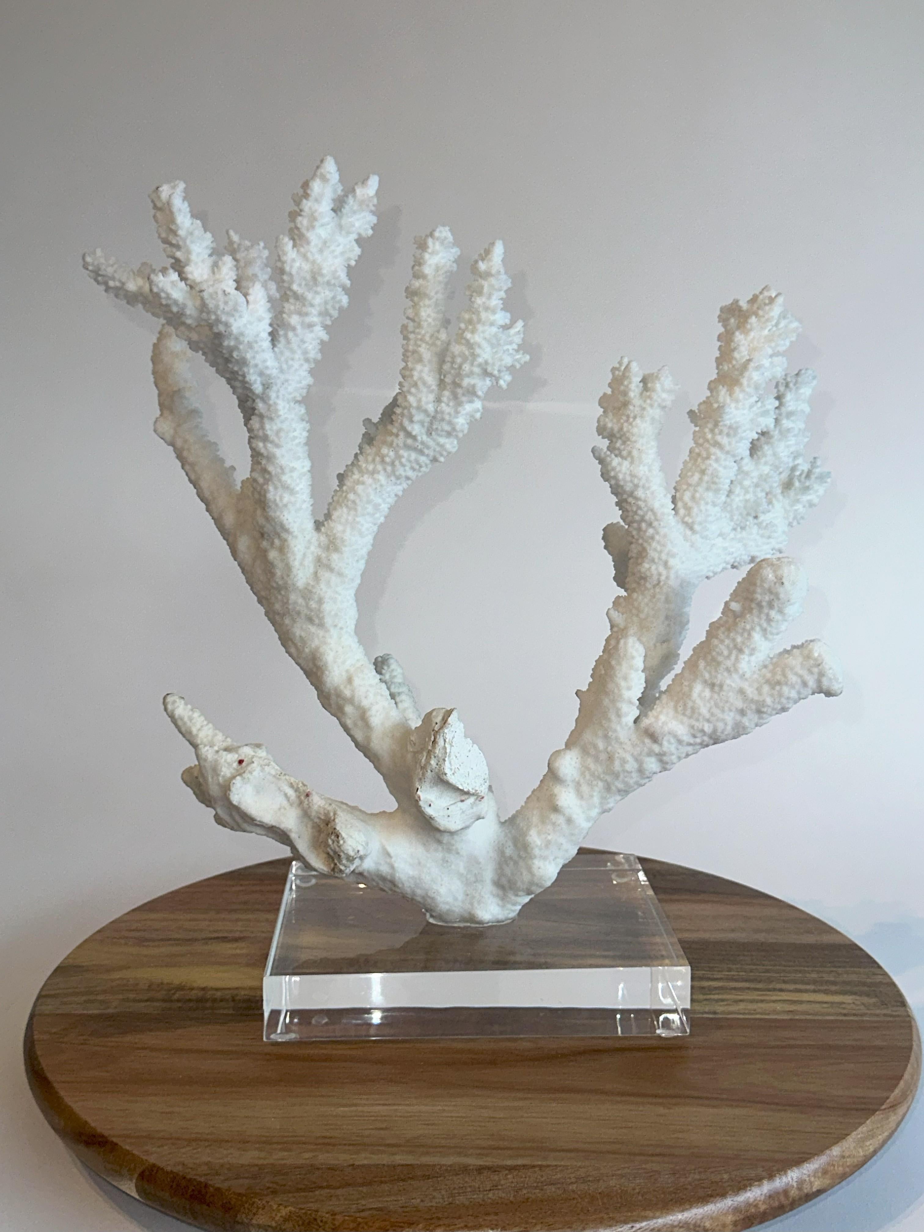 Isole Salomone Grande scultura di corallo da tavolo Whiting su base di ferro e lucite personalizzata in vendita