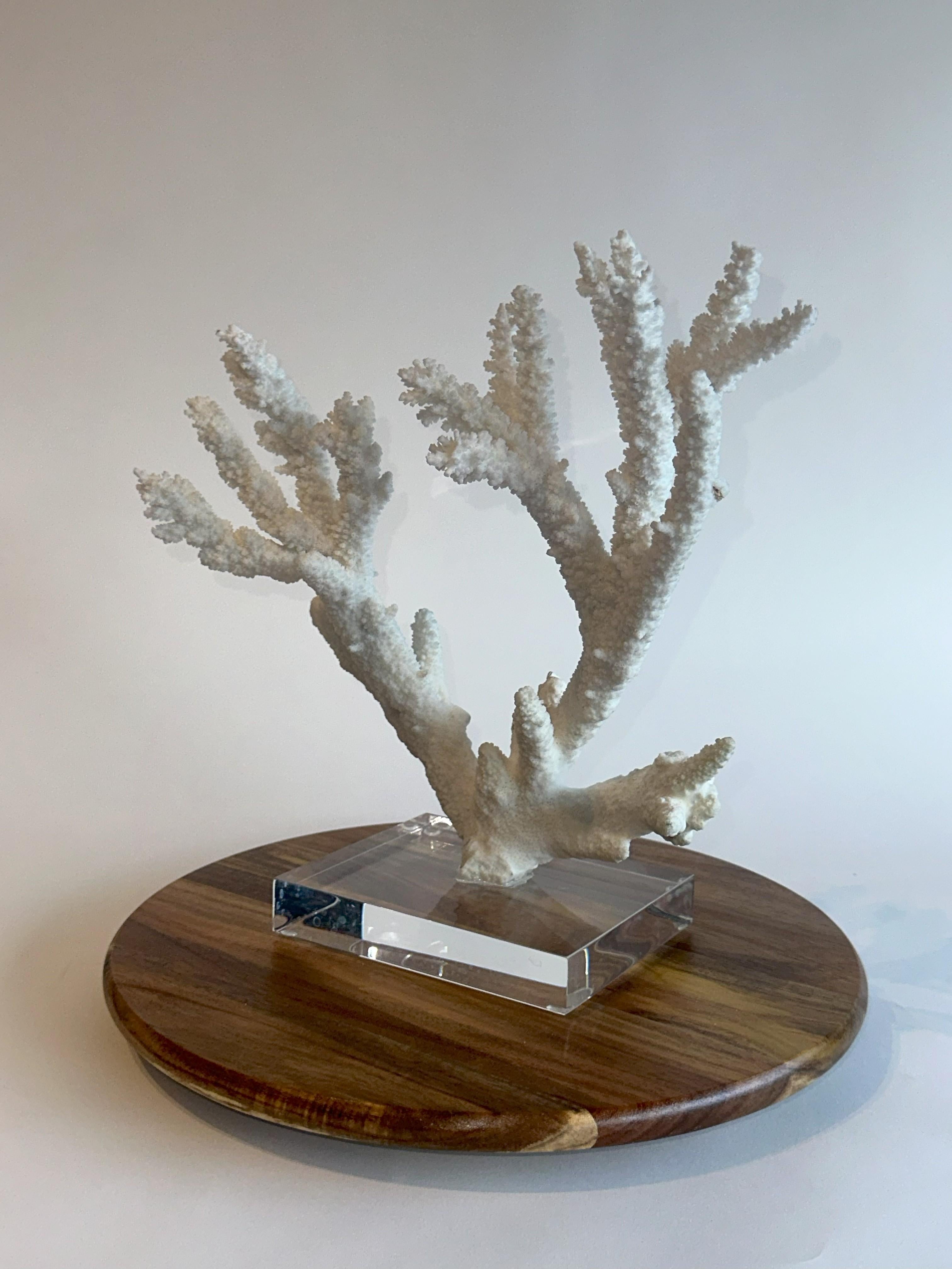 Grande scultura di corallo da tavolo Whiting su base di ferro e lucite personalizzata In condizioni buone in vendita a Euless, TX