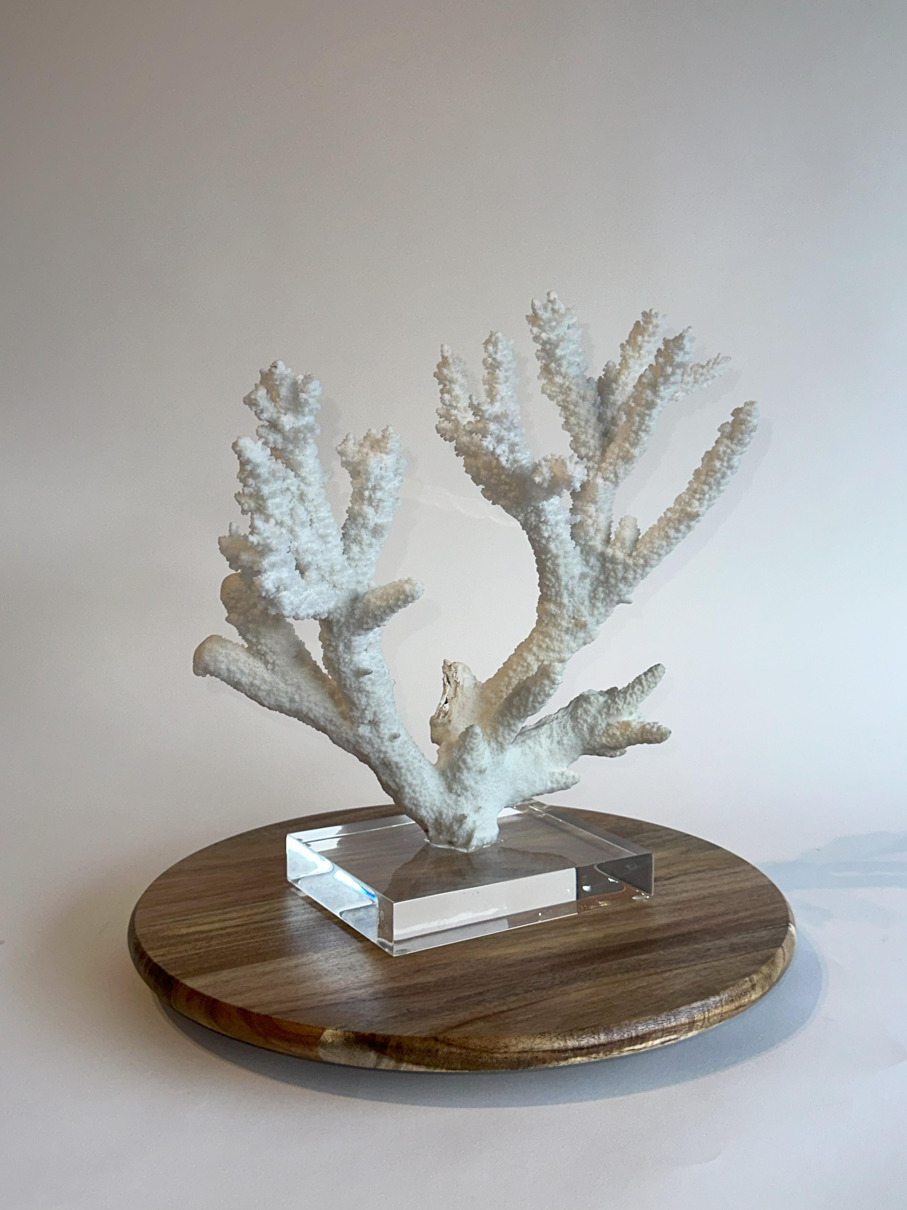 XX secolo Grande scultura di corallo da tavolo Whiting su base di ferro e lucite personalizzata in vendita