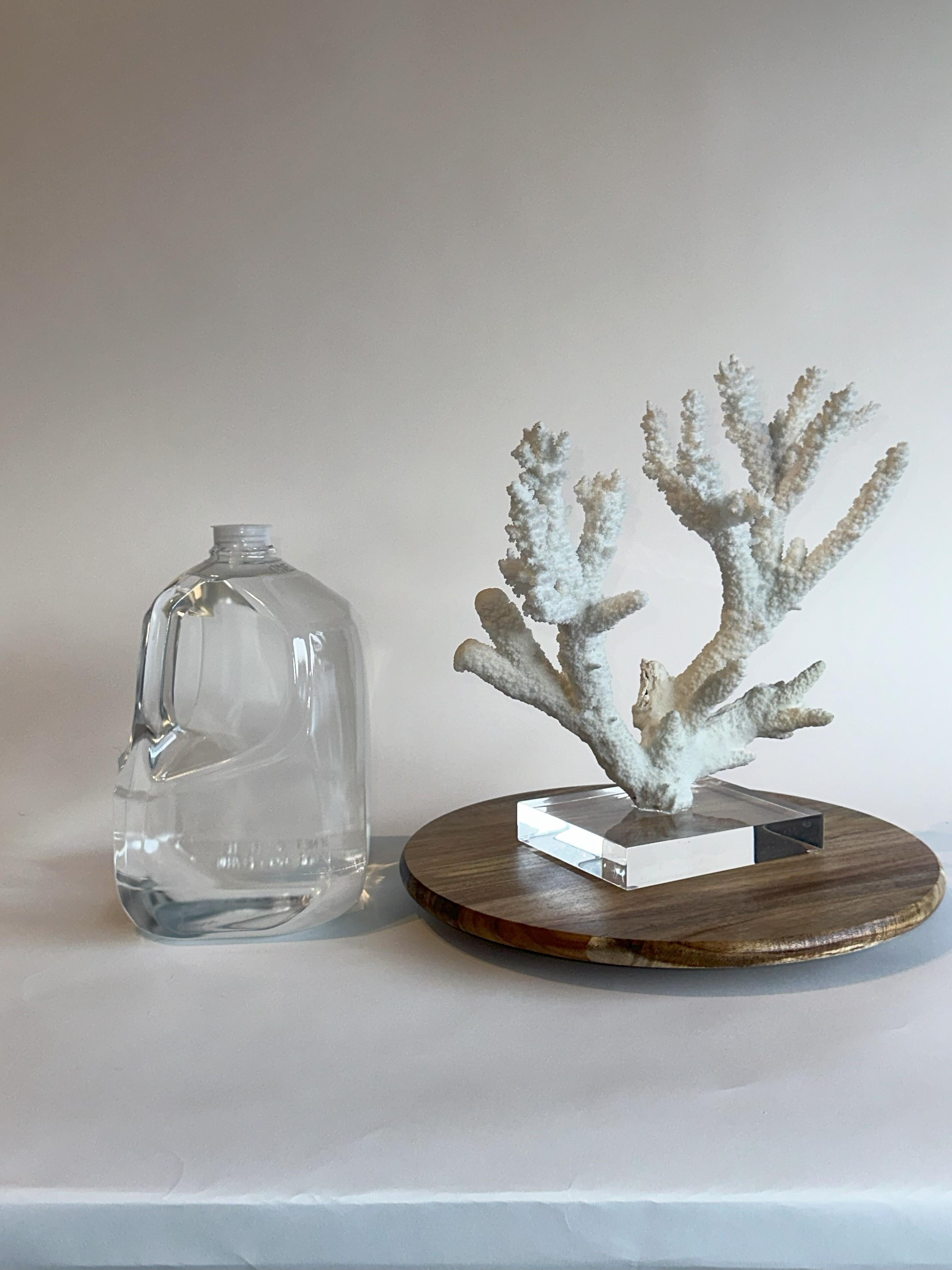 Corallo Grande scultura di corallo da tavolo Whiting su base di ferro e lucite personalizzata in vendita