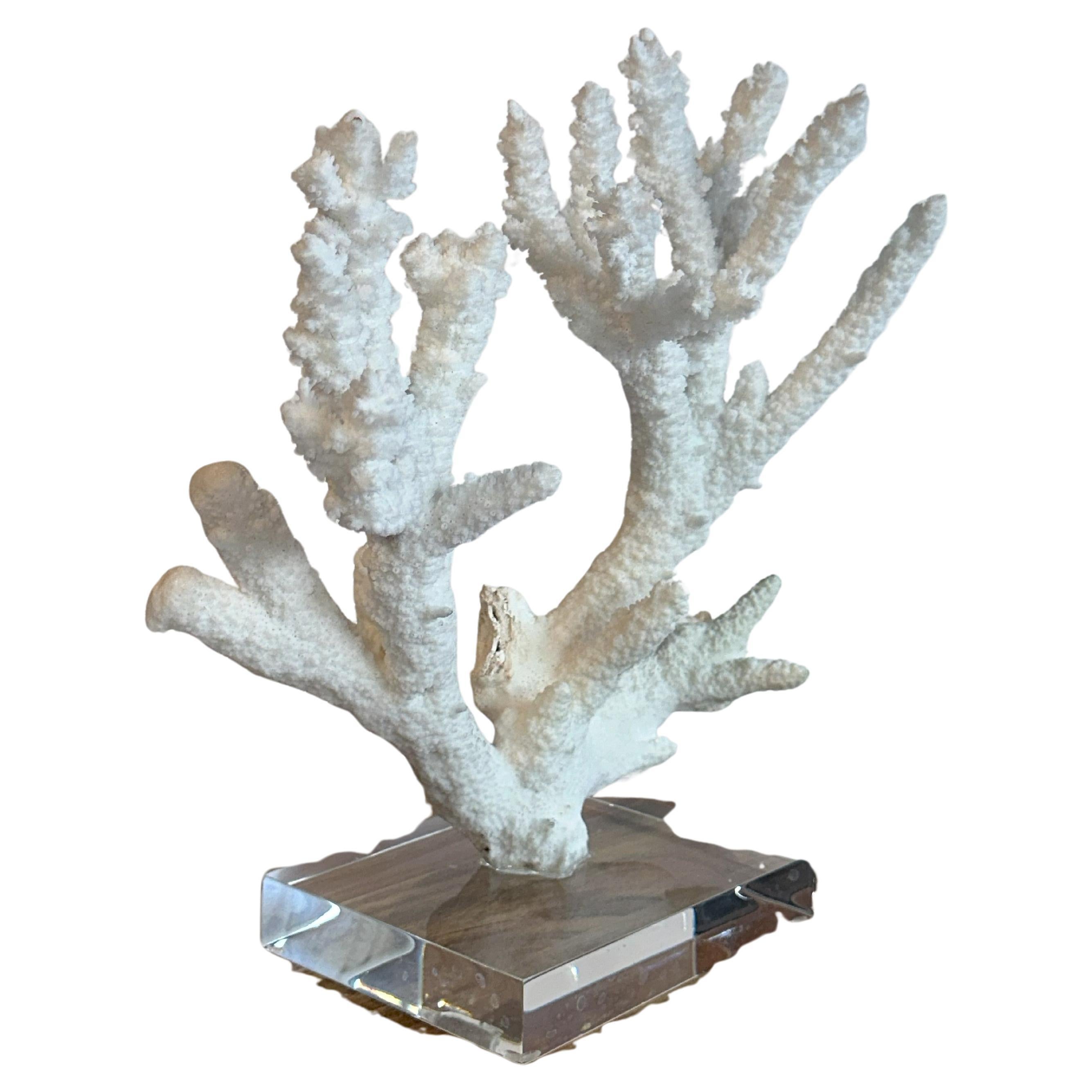 Large 12.5"H  White Staghorn Table Coral Sculpture on Custom Iron & Lucite Base