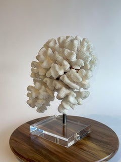 Grande scultura di corallo da tavolo bianca su base di ferro e lucite personalizzata  7 libbre in totale