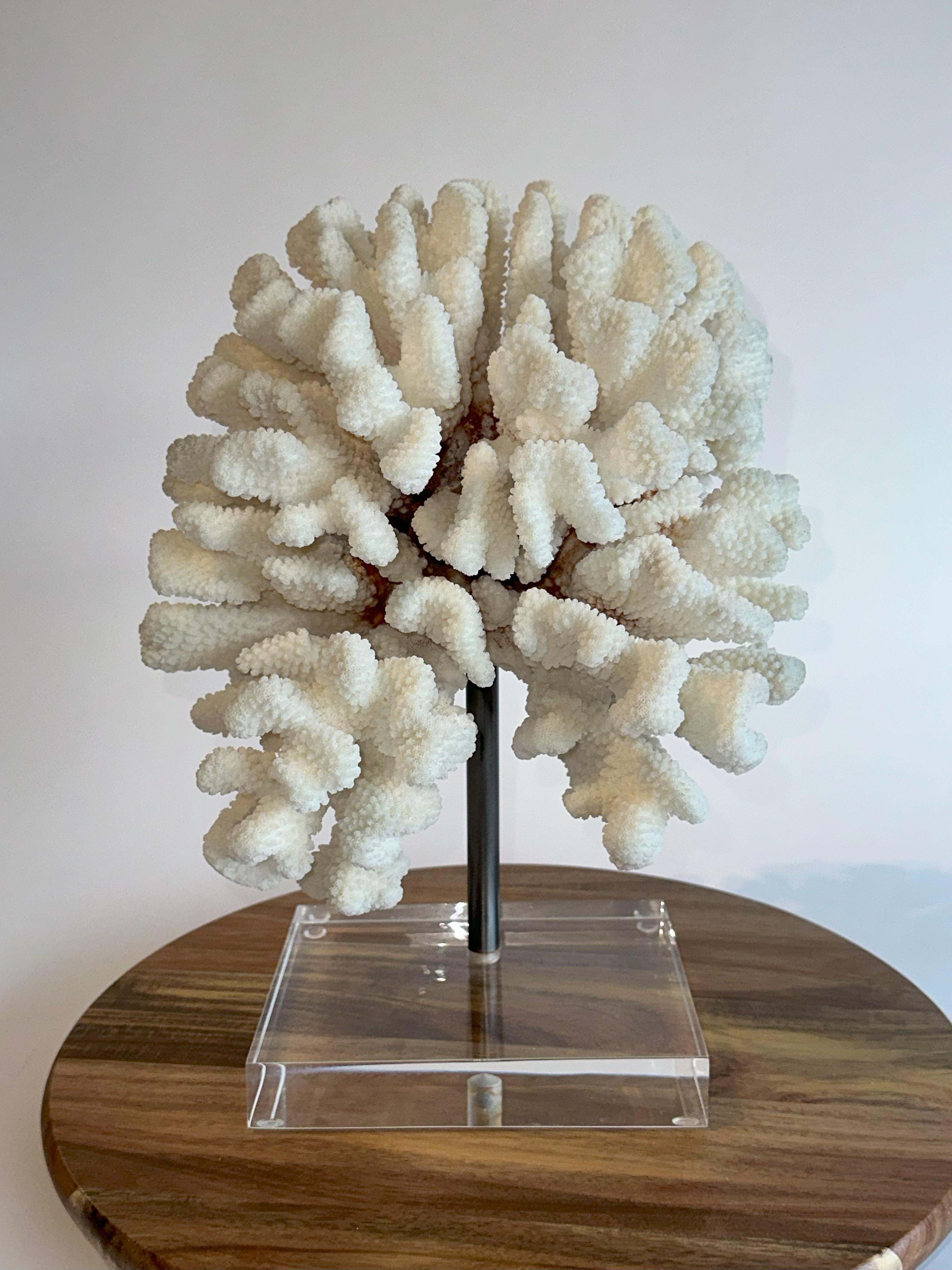 Hollywood Regency Grande scultura di corallo da tavolo bianca su base di ferro e lucite personalizzata  7 libbre in totale in vendita