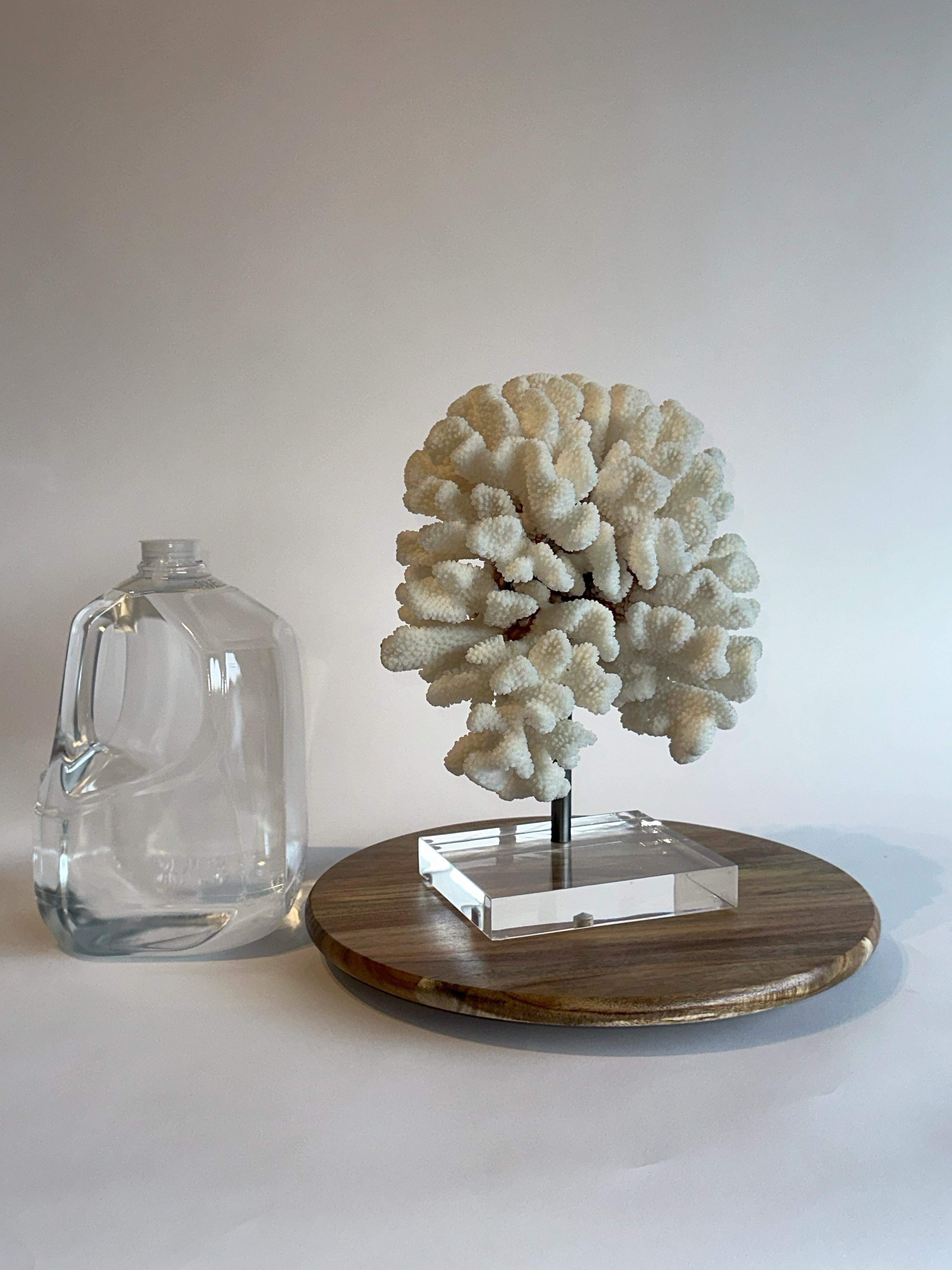 Isole Salomone Grande scultura di corallo da tavolo bianca su base di ferro e lucite personalizzata  7 libbre in totale in vendita