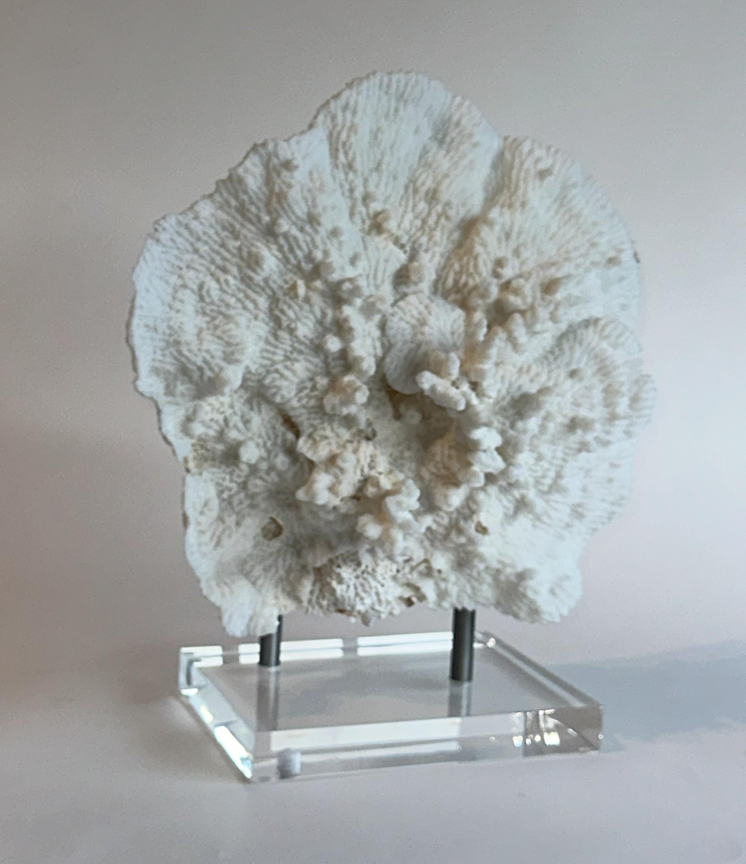 Bellissimo speciman di corallo bianco su una base di lucite spessa 1