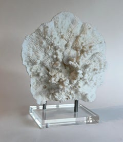 Huge Stunning "Flower" Coral Sculpture on Custom base Ready to Ship! **Real**