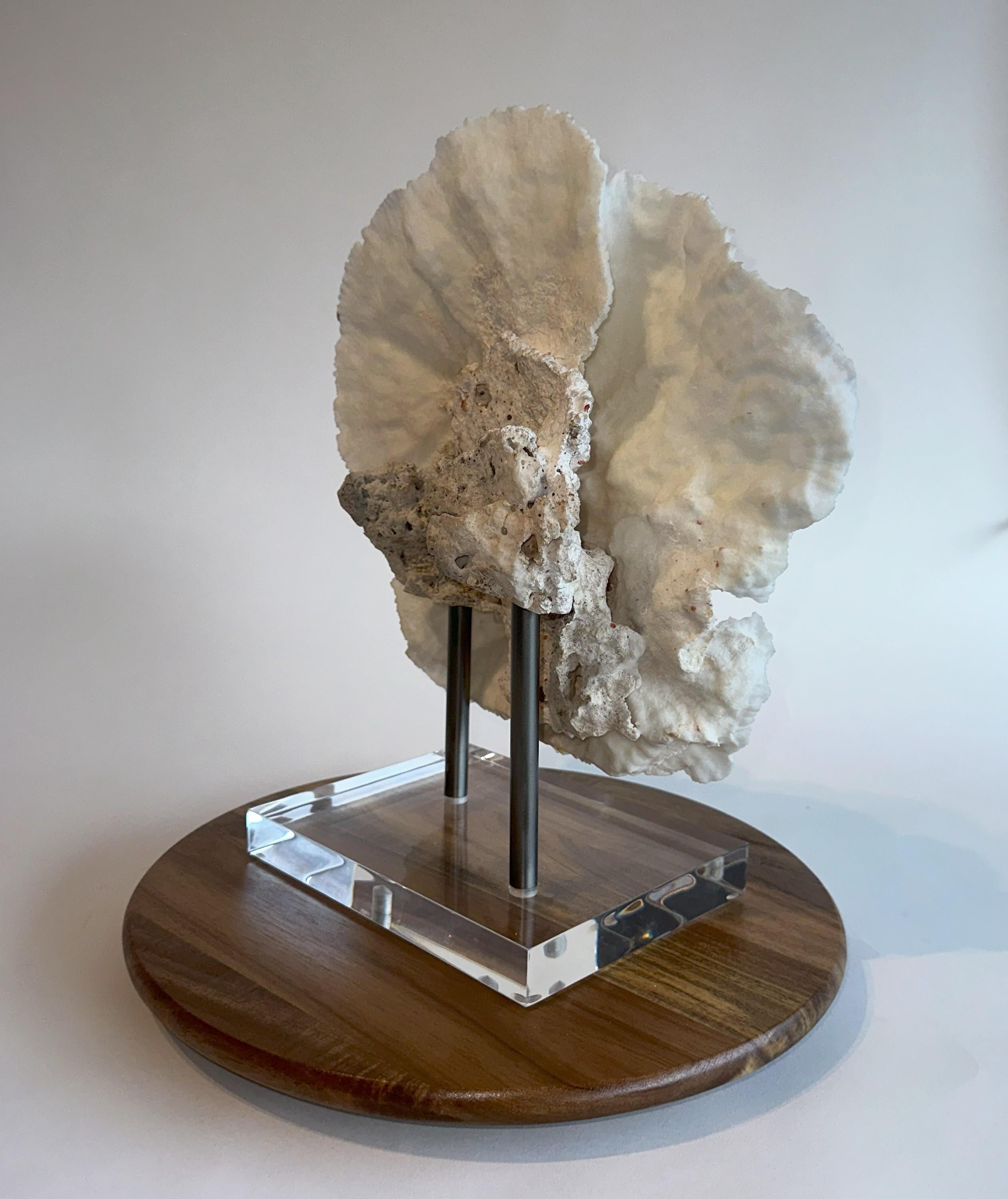 Hollywood Regency Grande scultura di corallo da tavolo Whiting su base personalizzata in ferro e lucite pronta per essere spedita! in vendita