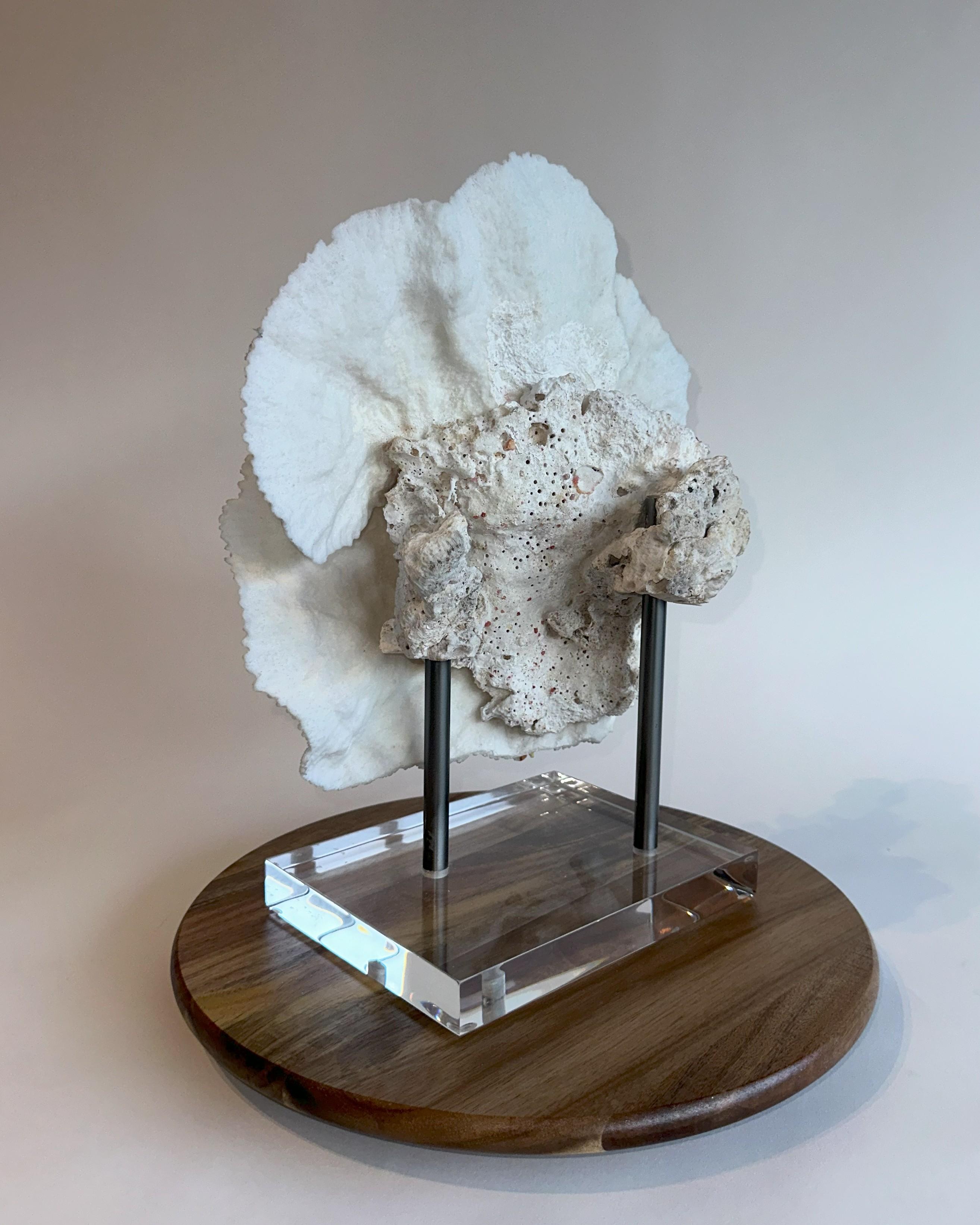 Isole Salomone Grande scultura di corallo da tavolo Whiting su base personalizzata in ferro e lucite pronta per essere spedita! in vendita
