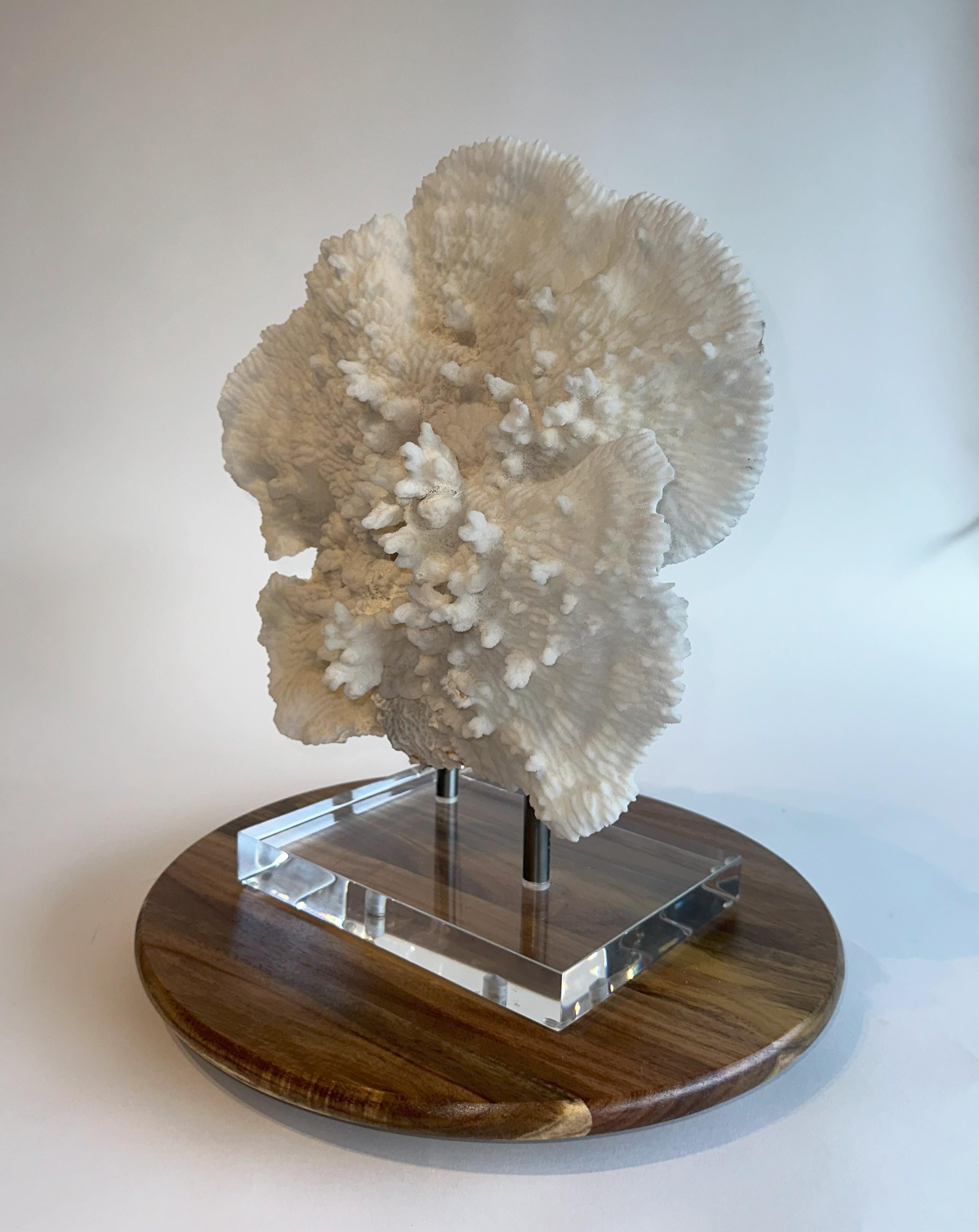 Grande scultura di corallo da tavolo Whiting su base personalizzata in ferro e lucite pronta per essere spedita! In condizioni buone in vendita a Euless, TX