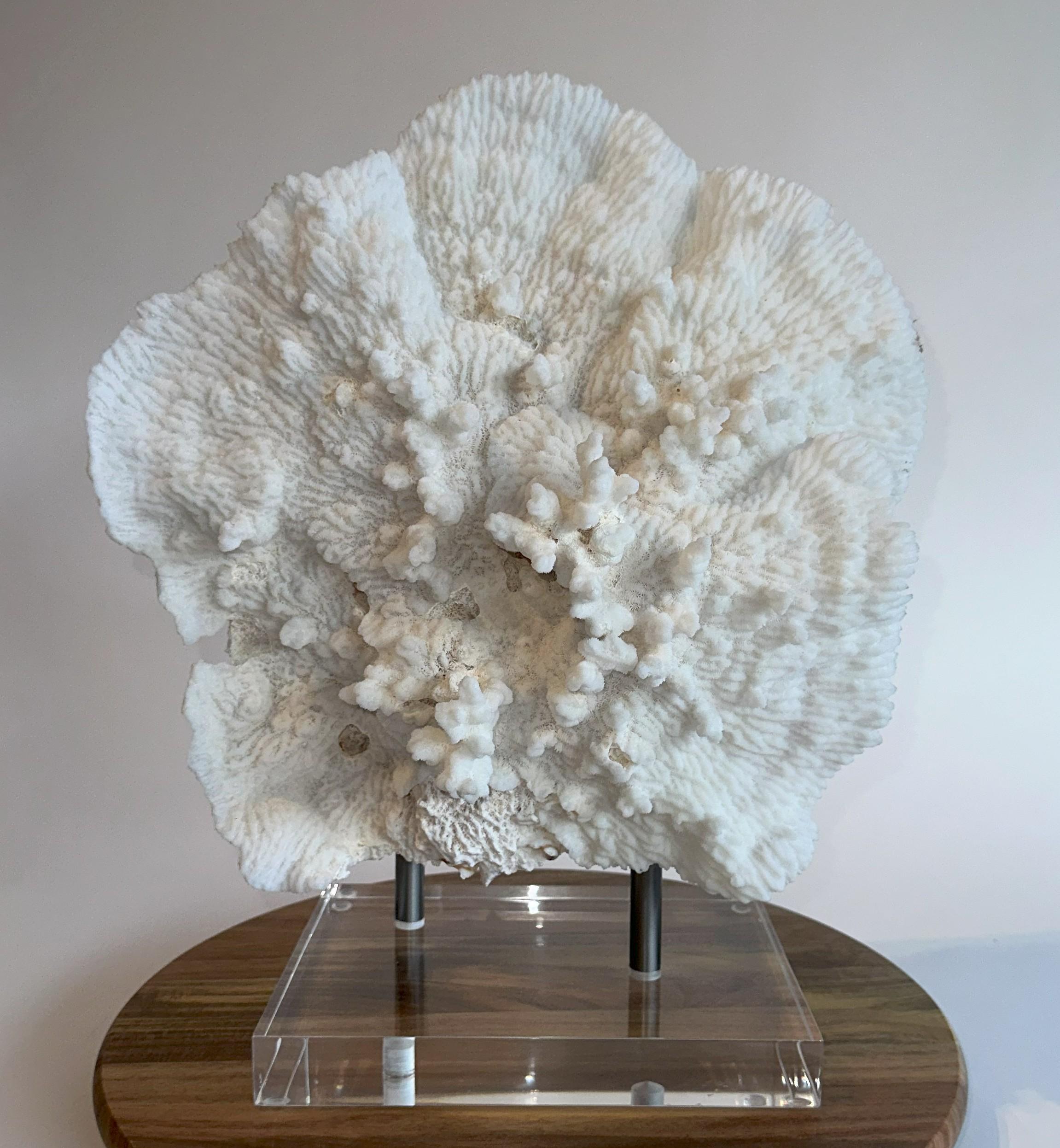 XX secolo Grande scultura di corallo da tavolo Whiting su base personalizzata in ferro e lucite pronta per essere spedita! in vendita