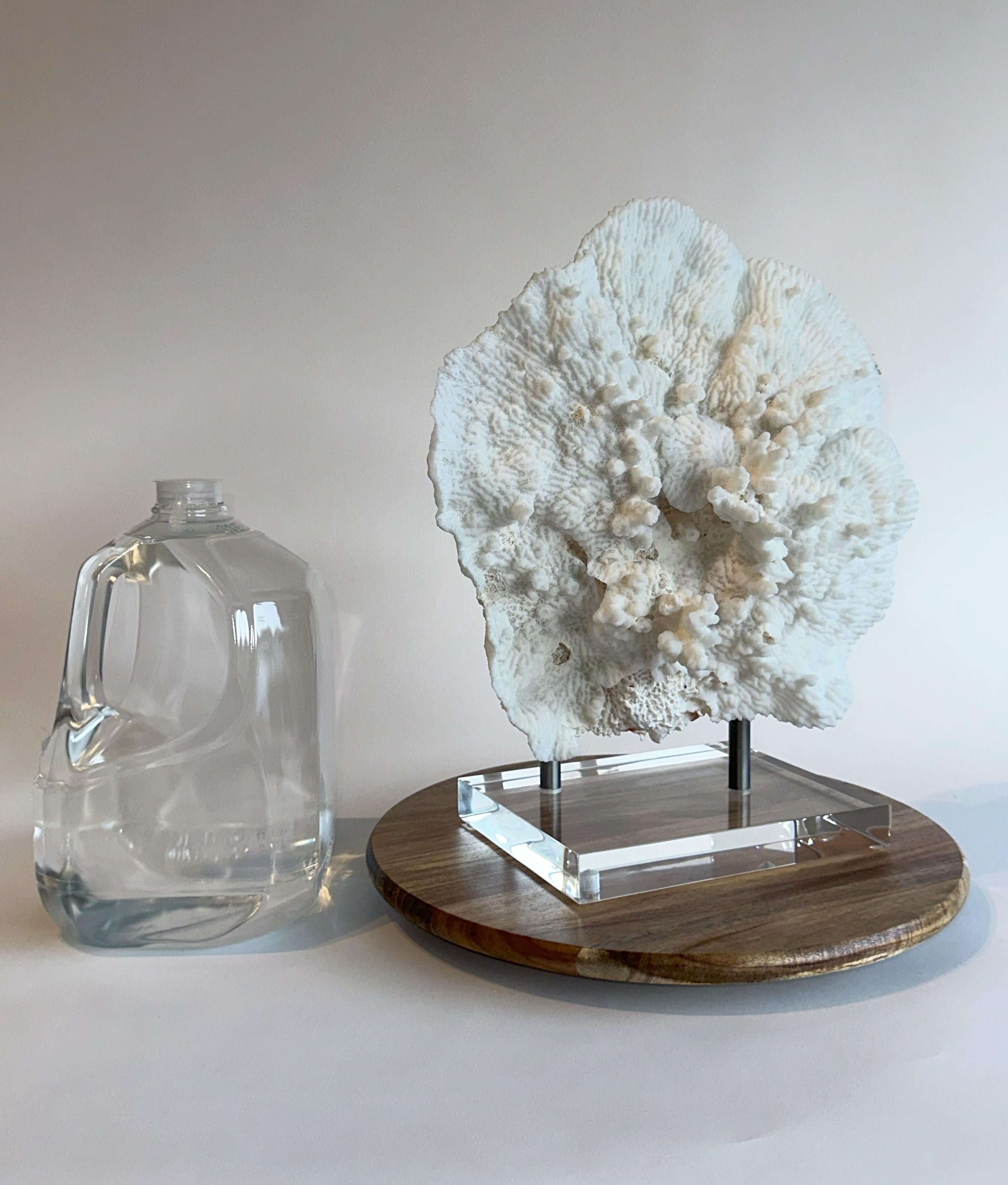 Corallo Grande scultura di corallo da tavolo Whiting su base personalizzata in ferro e lucite pronta per essere spedita! in vendita